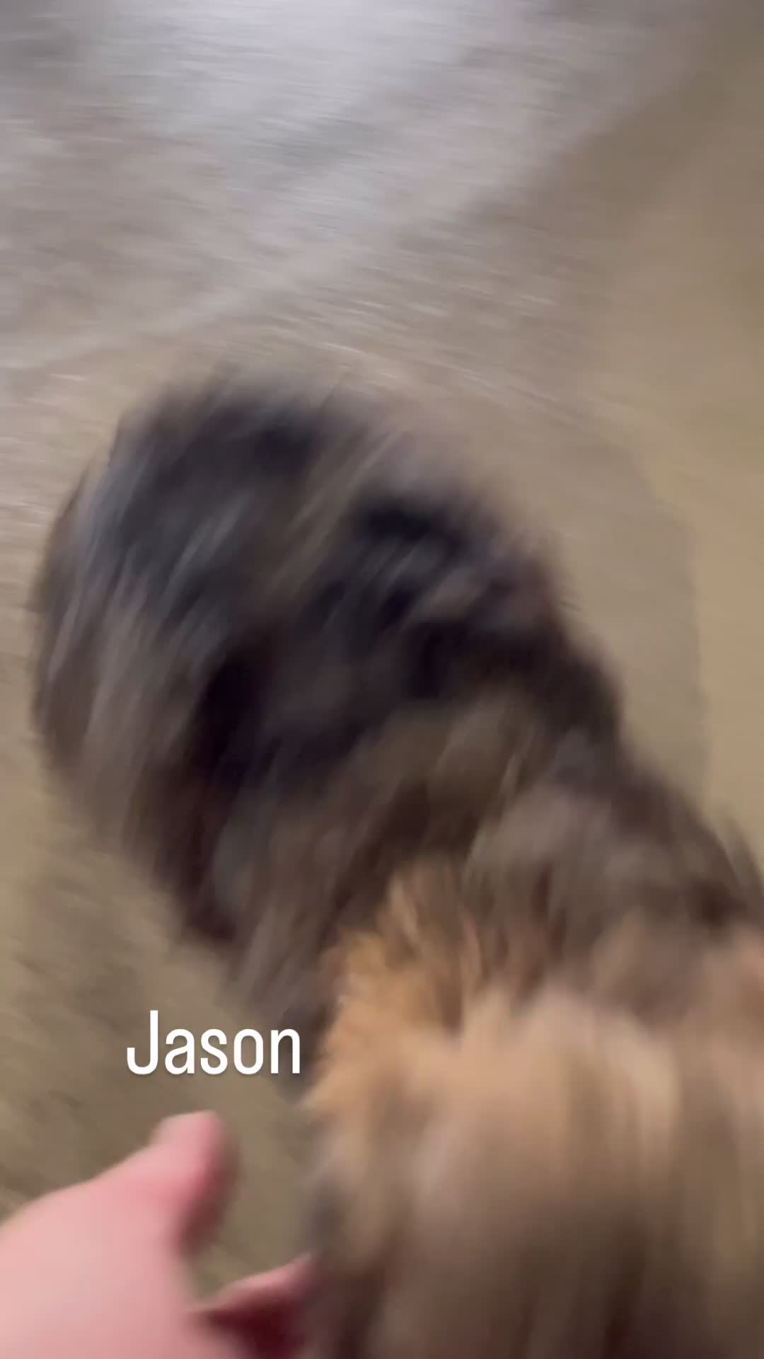 Shihpoo dogs for sale: Jason  - Video 1