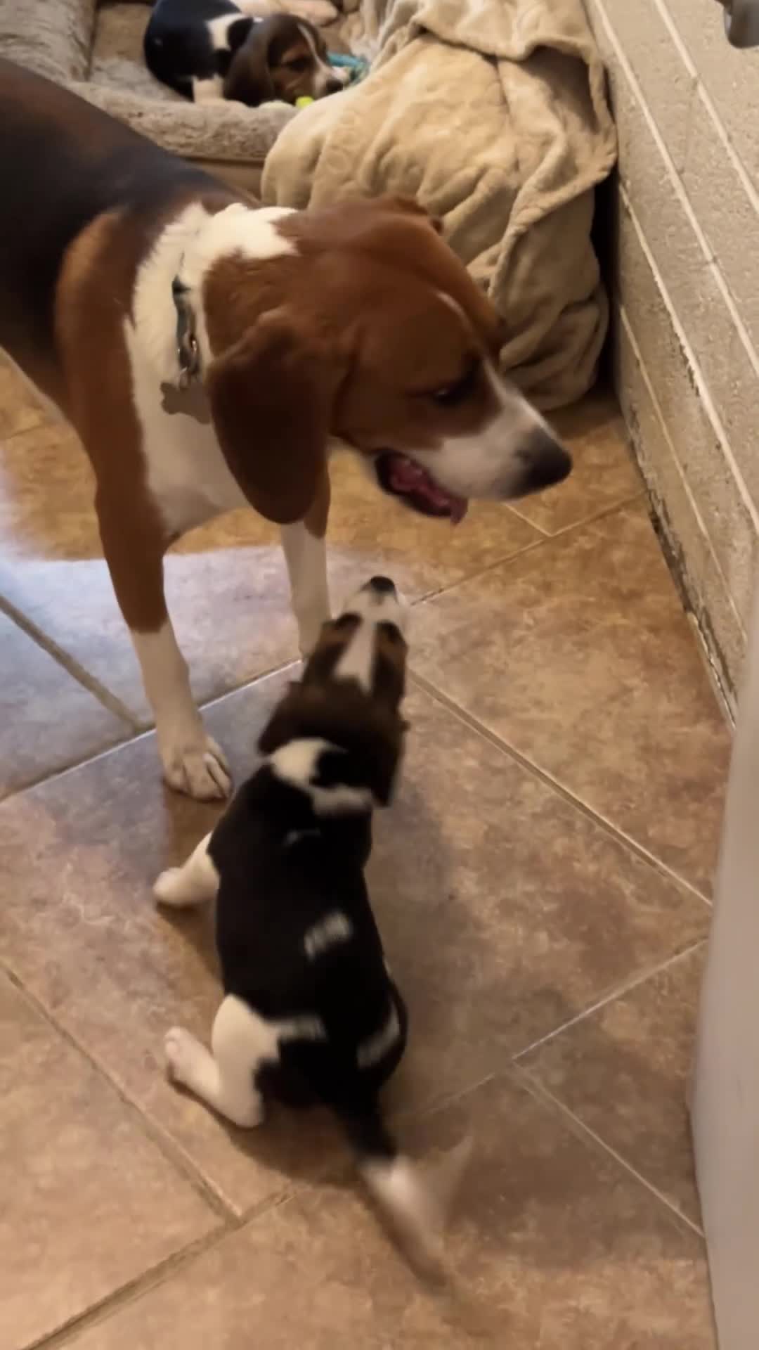 Beagle dogs for sale: Pinto - Video 1