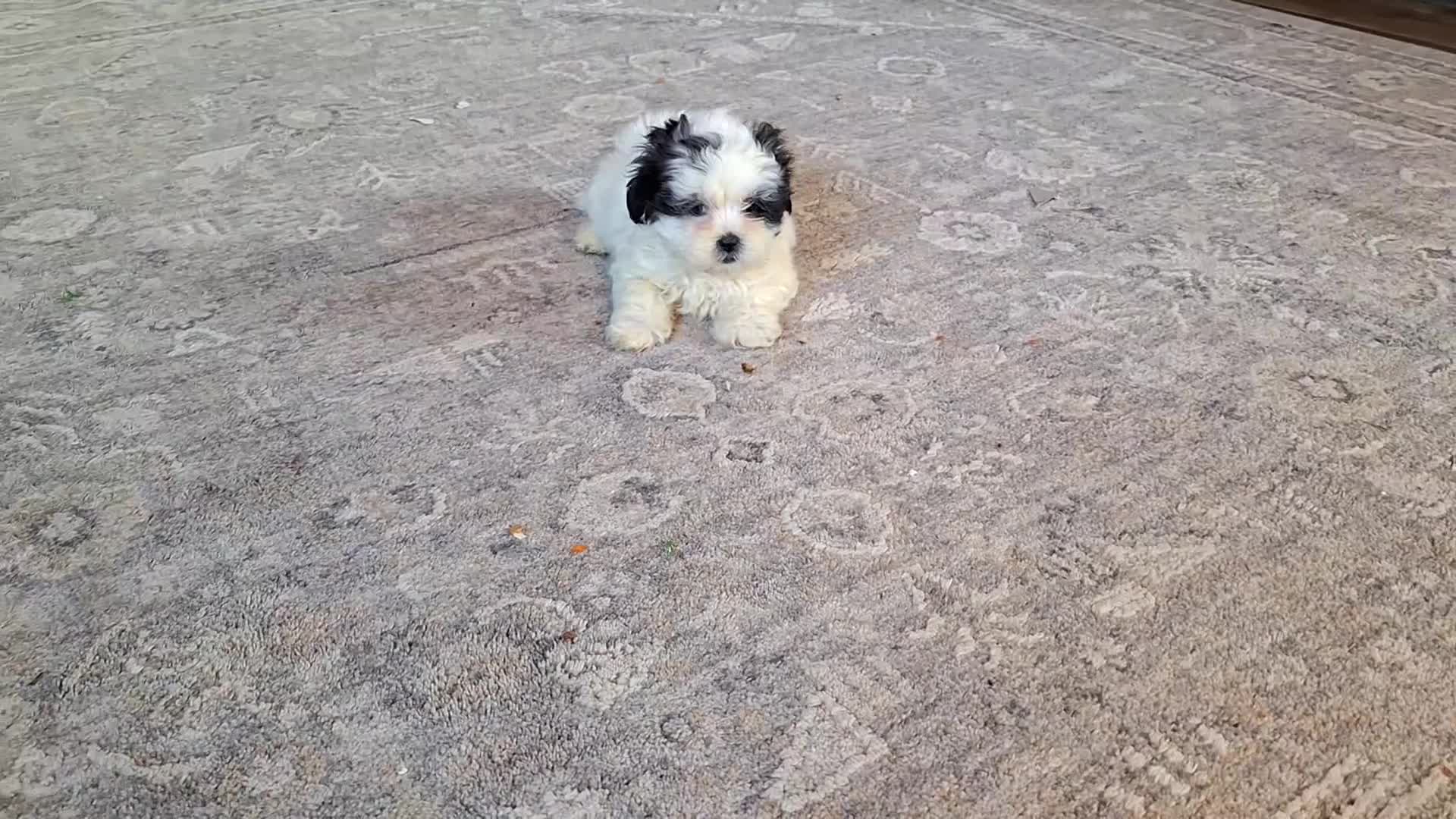 Teddy Bear dogs for sale: Rixy - Video 2