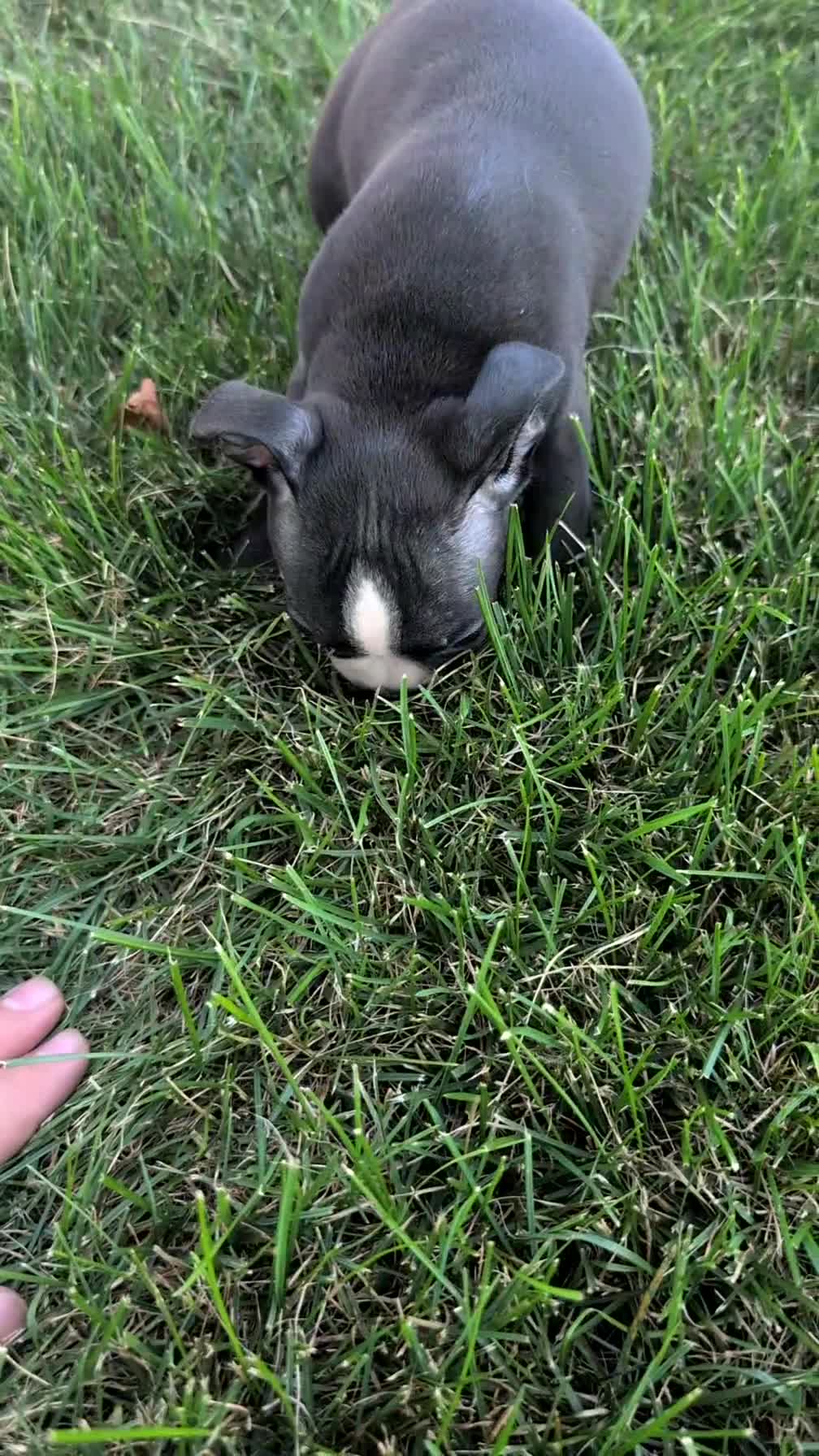Boston Terrier dogs for sale: Tyson - Video 1