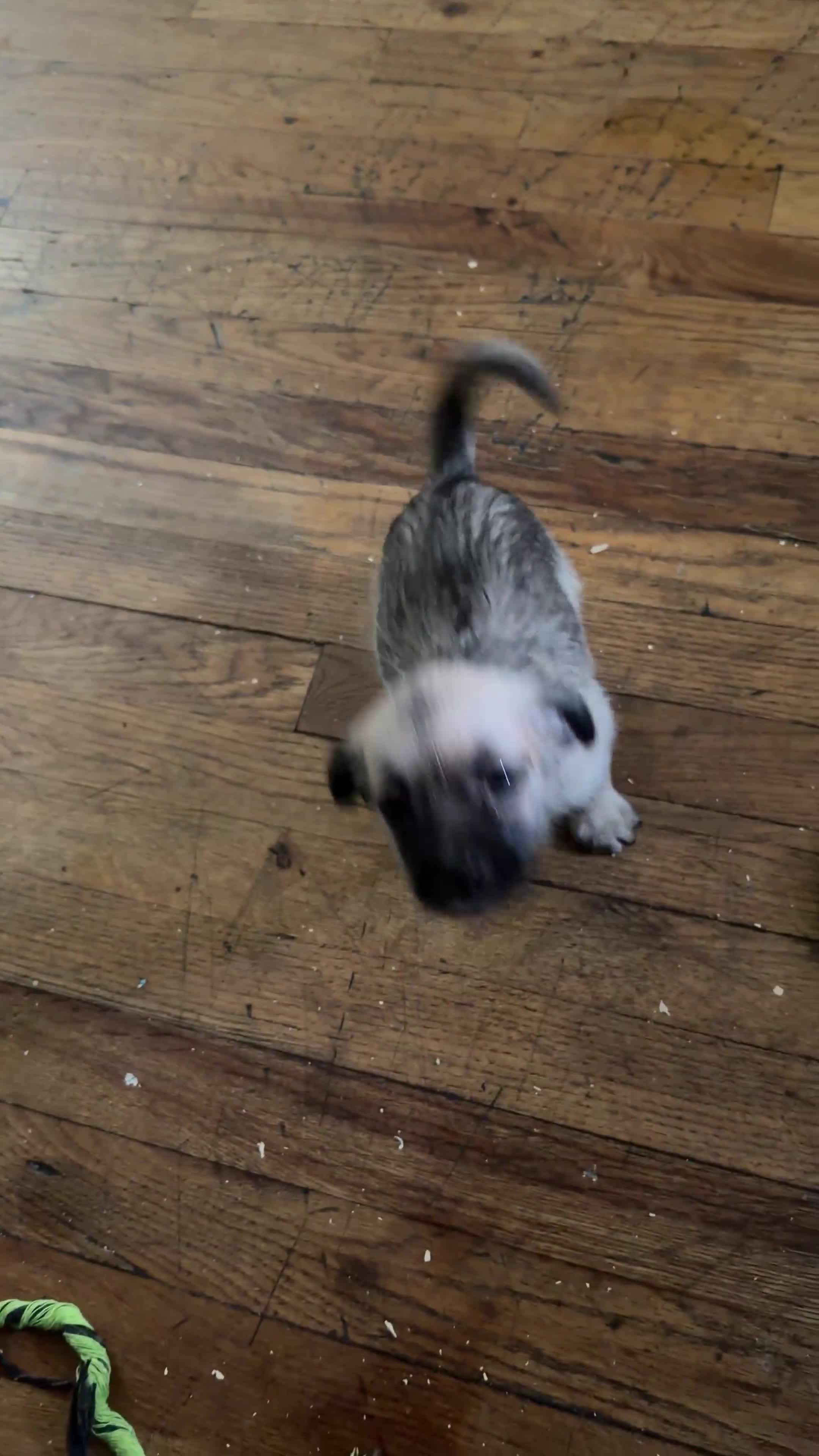 Pug dogs for sale: pudgy - Video 1