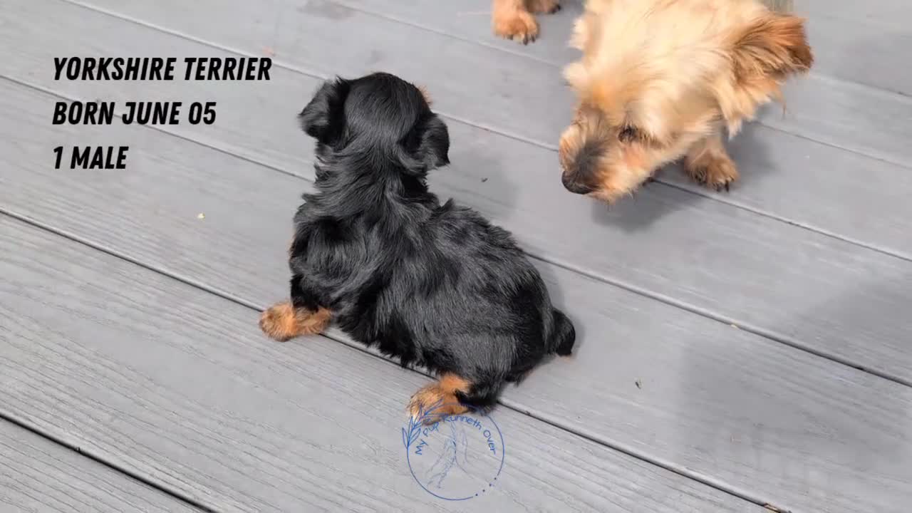 Yorkshire Terrier dogs for sale: Zeus - Video 1