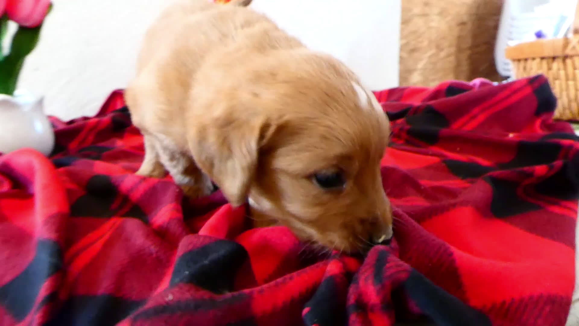 Mini Goldendoodle dogs for sale: Mini Goldendoodle Puppy 4 Randy - Video 1