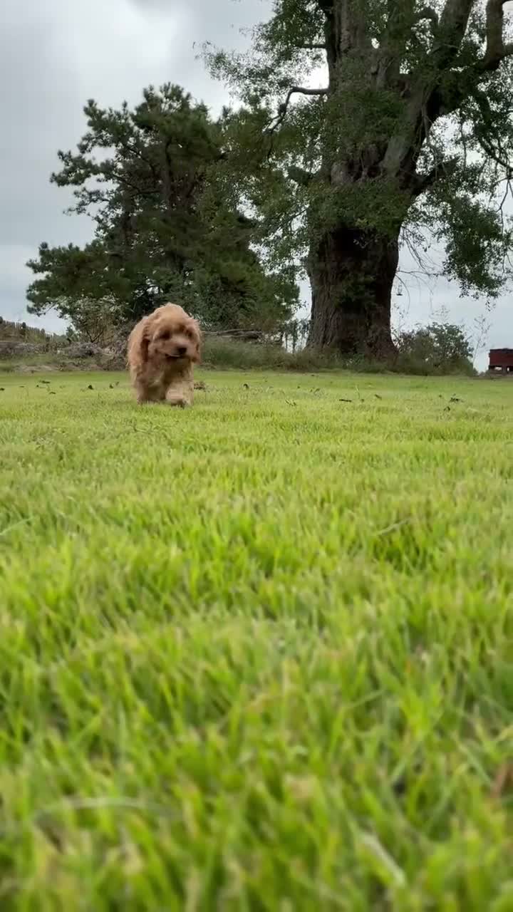 Cavapoo dogs for sale: Cavapoo 3 Light Red Female  - Video 1