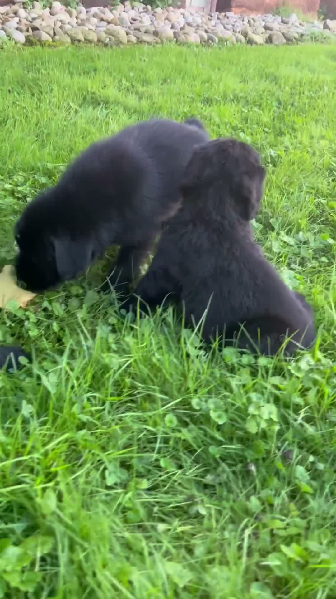 Giant Schnauzer dogs for sale: Roxanne - Video 2
