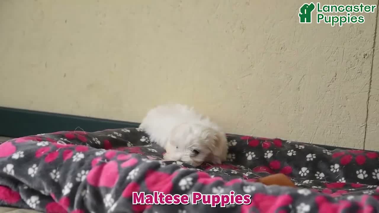 Maltese dogs for sale: Polly - Video 1