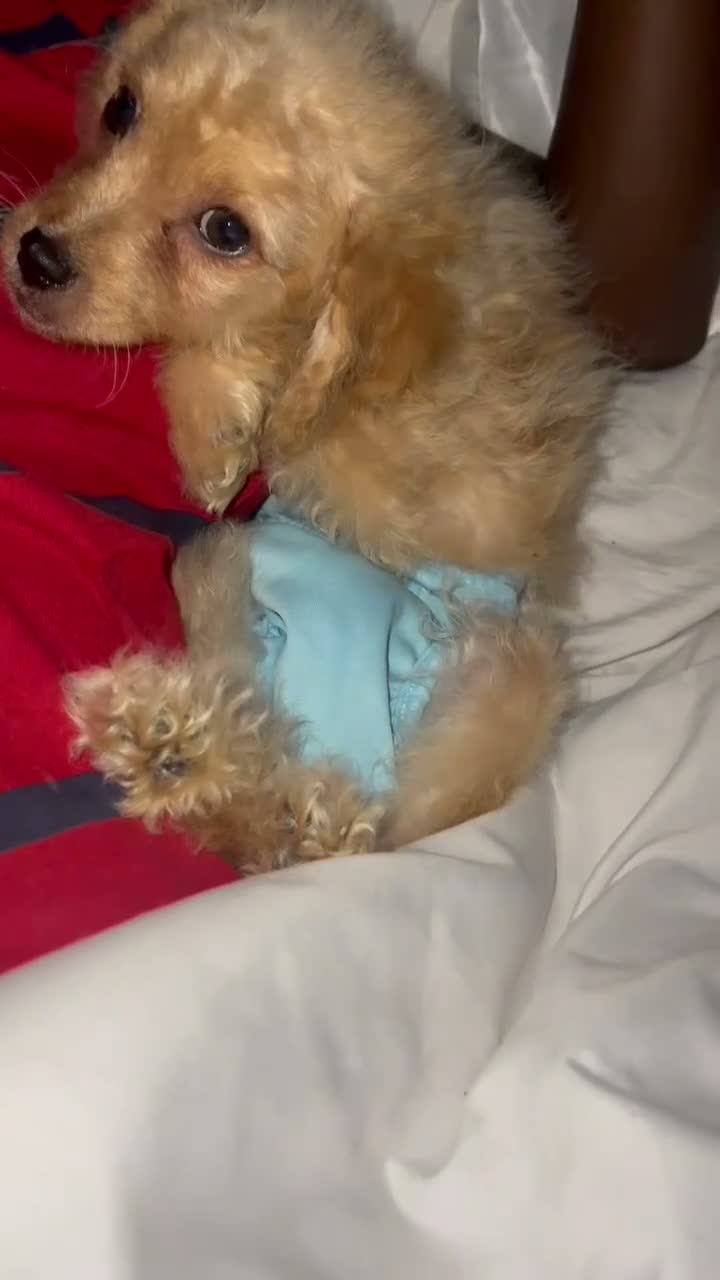 Mixed Breed dogs for sale: Female #3 - Video 1