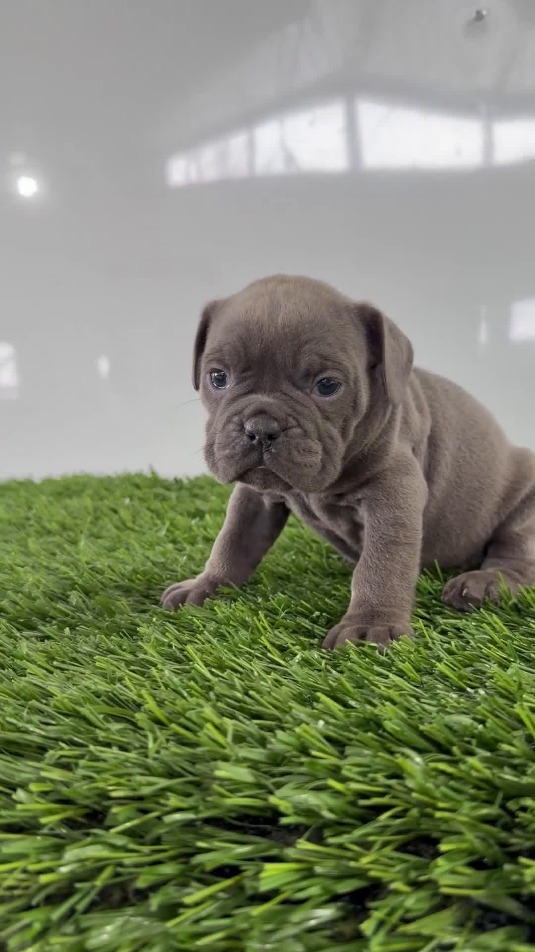 Olde English Bulldogge dogs for sale: Trista  - Video 1