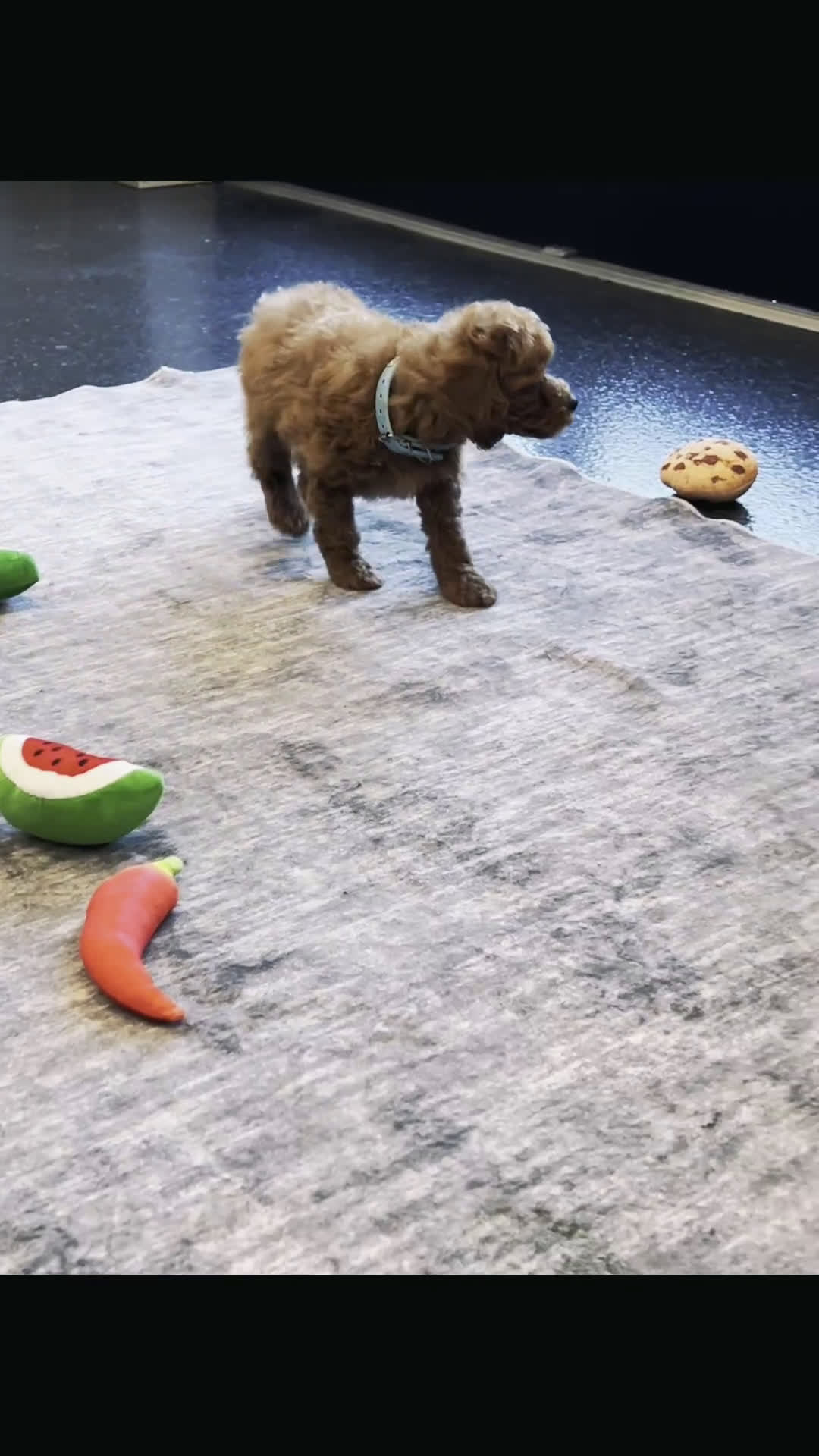 Toy Poodle dogs for sale: Rosie Roo - Video 1