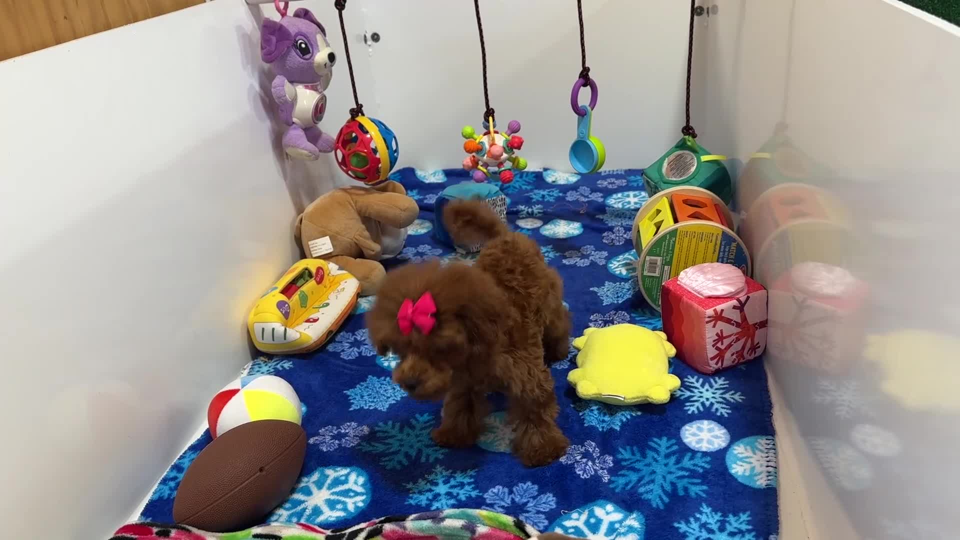 Toy Poodle dogs for sale: Toy Poodle 1 - Video 1
