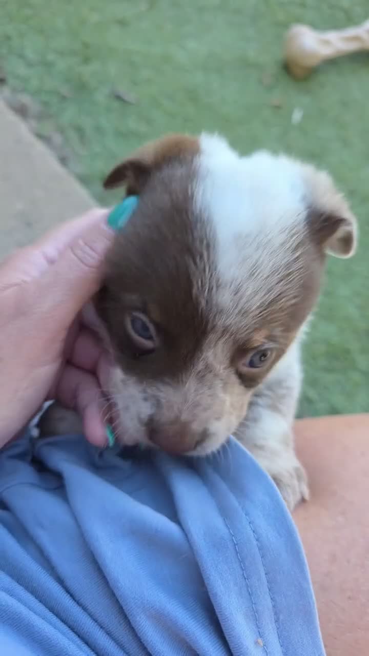 Mixed Breed dogs for sale: Mixed Breed 1 - Video 1