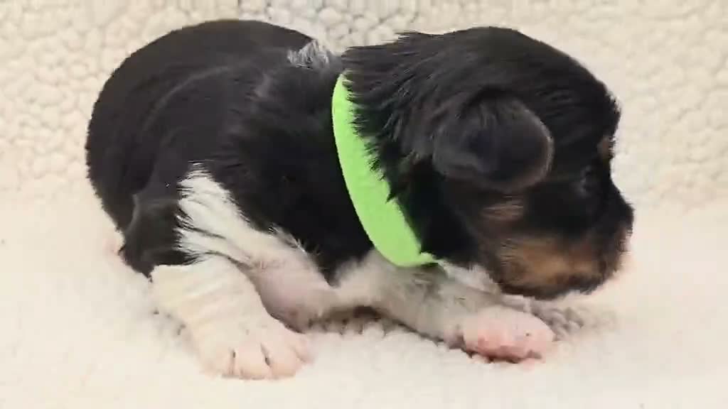 Yorkshire Terrier dogs for sale: Sprout - Video 1