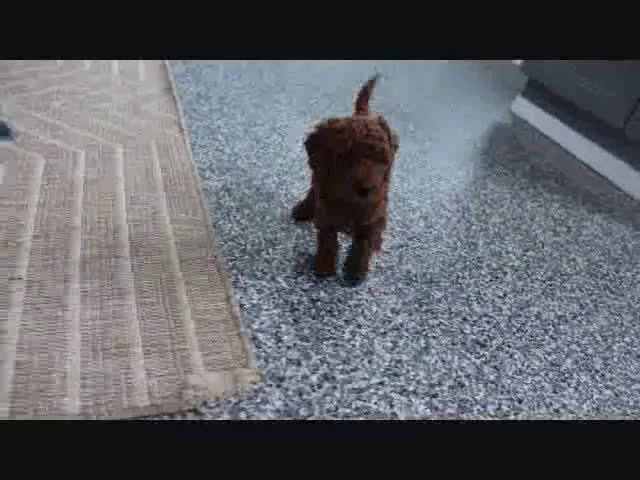 Mini Goldendoodle dogs for sale: Adora - Video 2