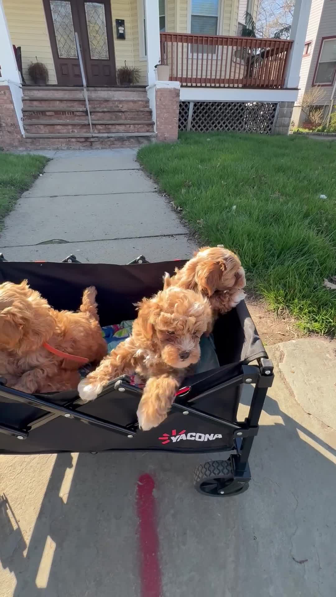 Shihpoo dogs for sale: Bentley  - Video 3