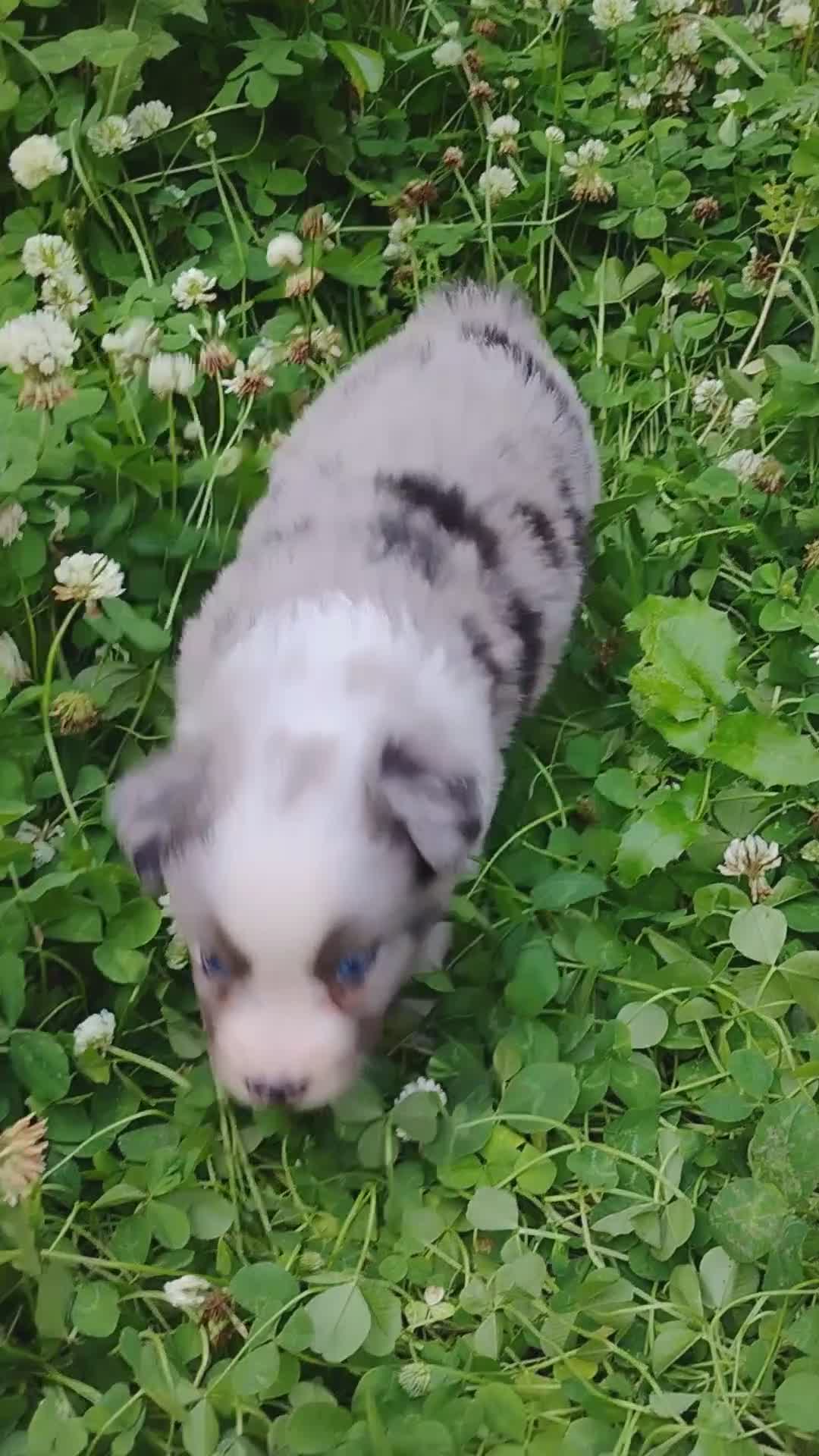 Miniature Australian Shepherd dogs for sale: Badger  - Video 1