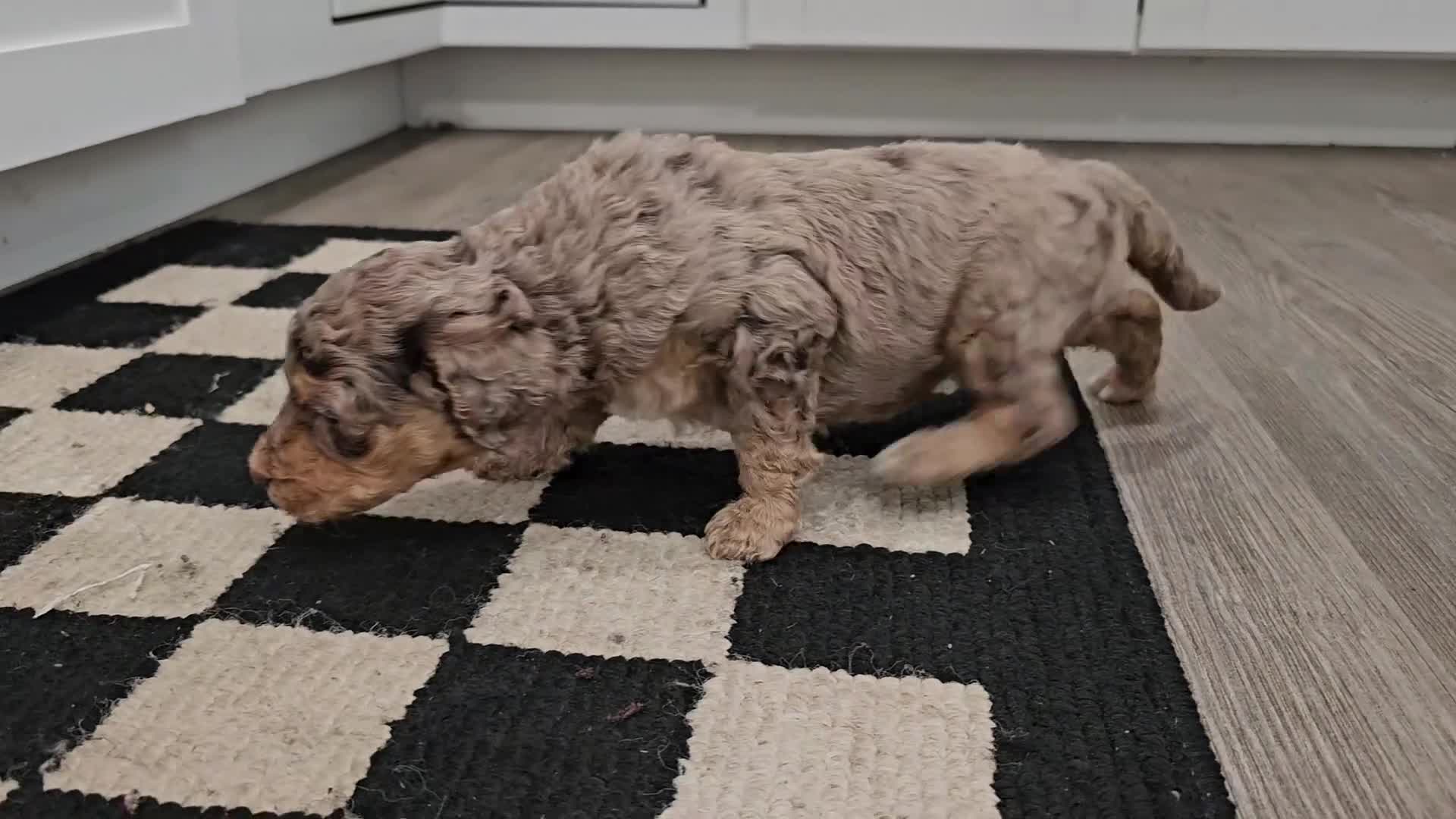 Standard Poodle dogs for sale: Elfie - Video 1