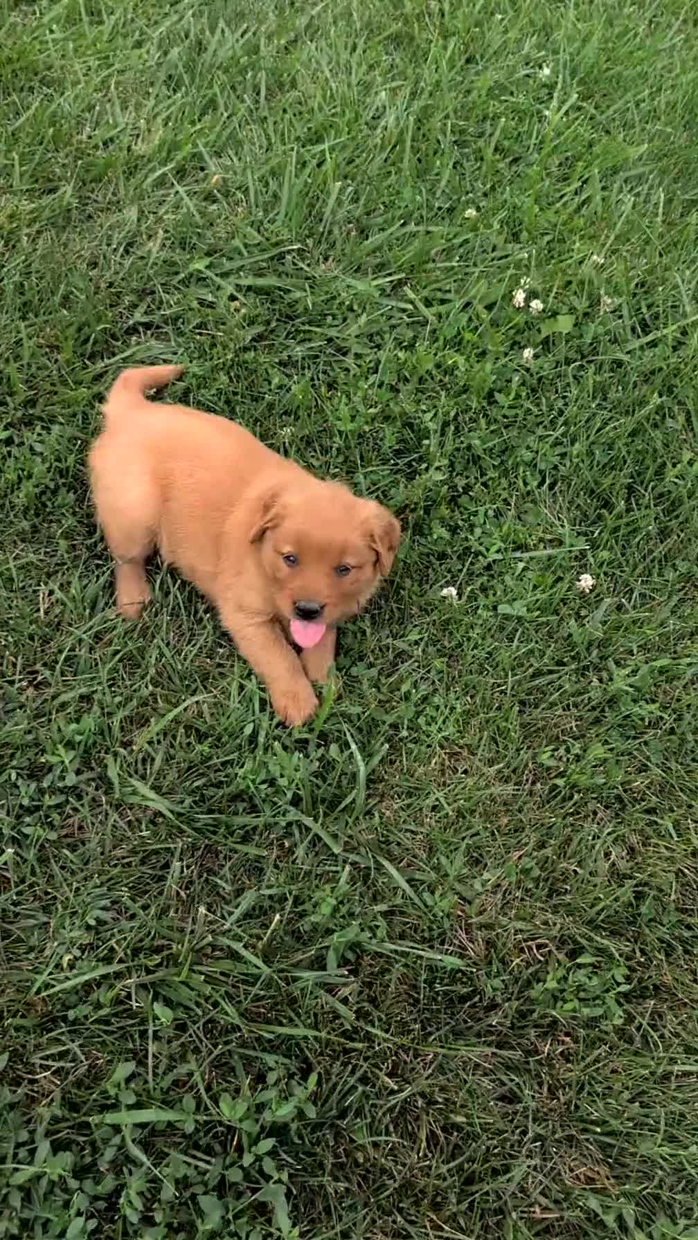 Golden Retriever dogs for sale: Aleasha - Video 1