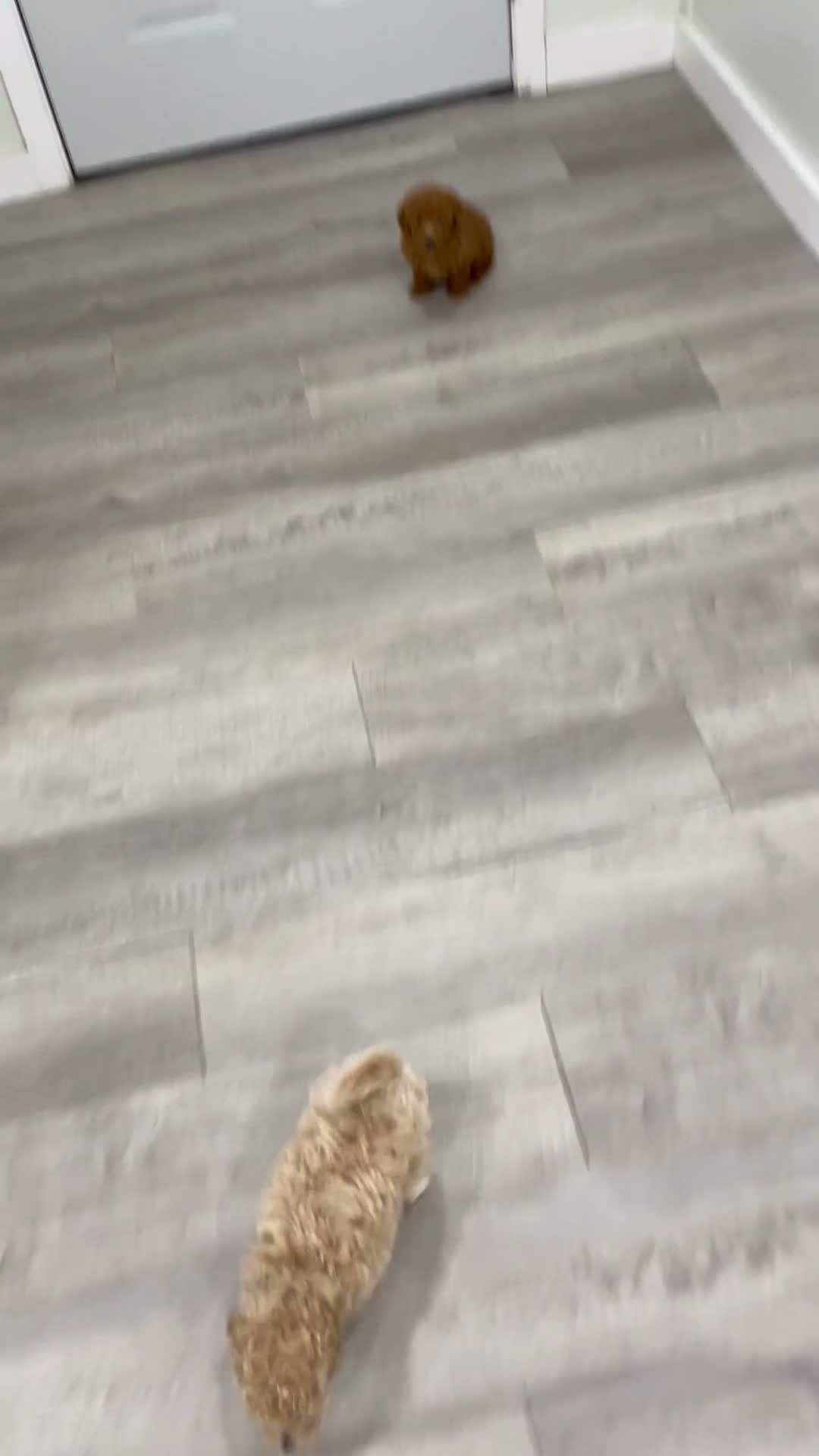Bichpoo dogs for sale: Zoey - Video 2