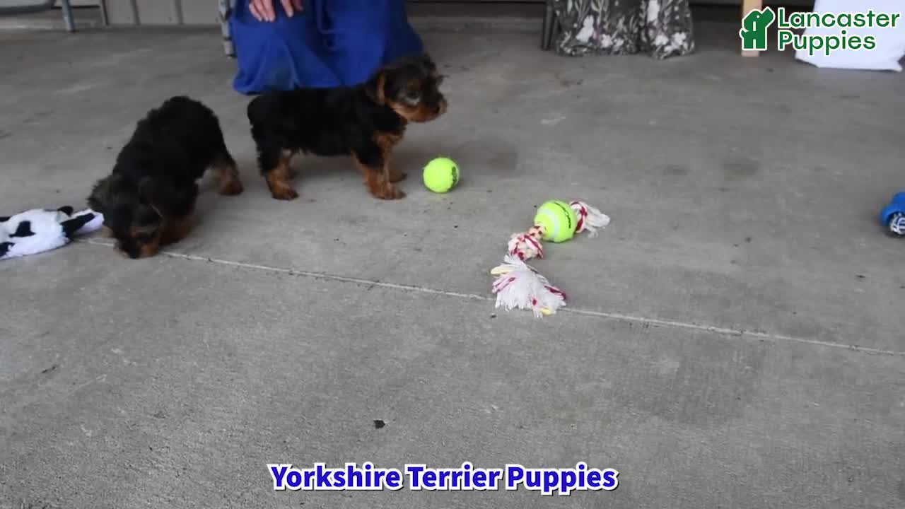 Yorkshire Terrier dogs for sale: Kayla - Video 1