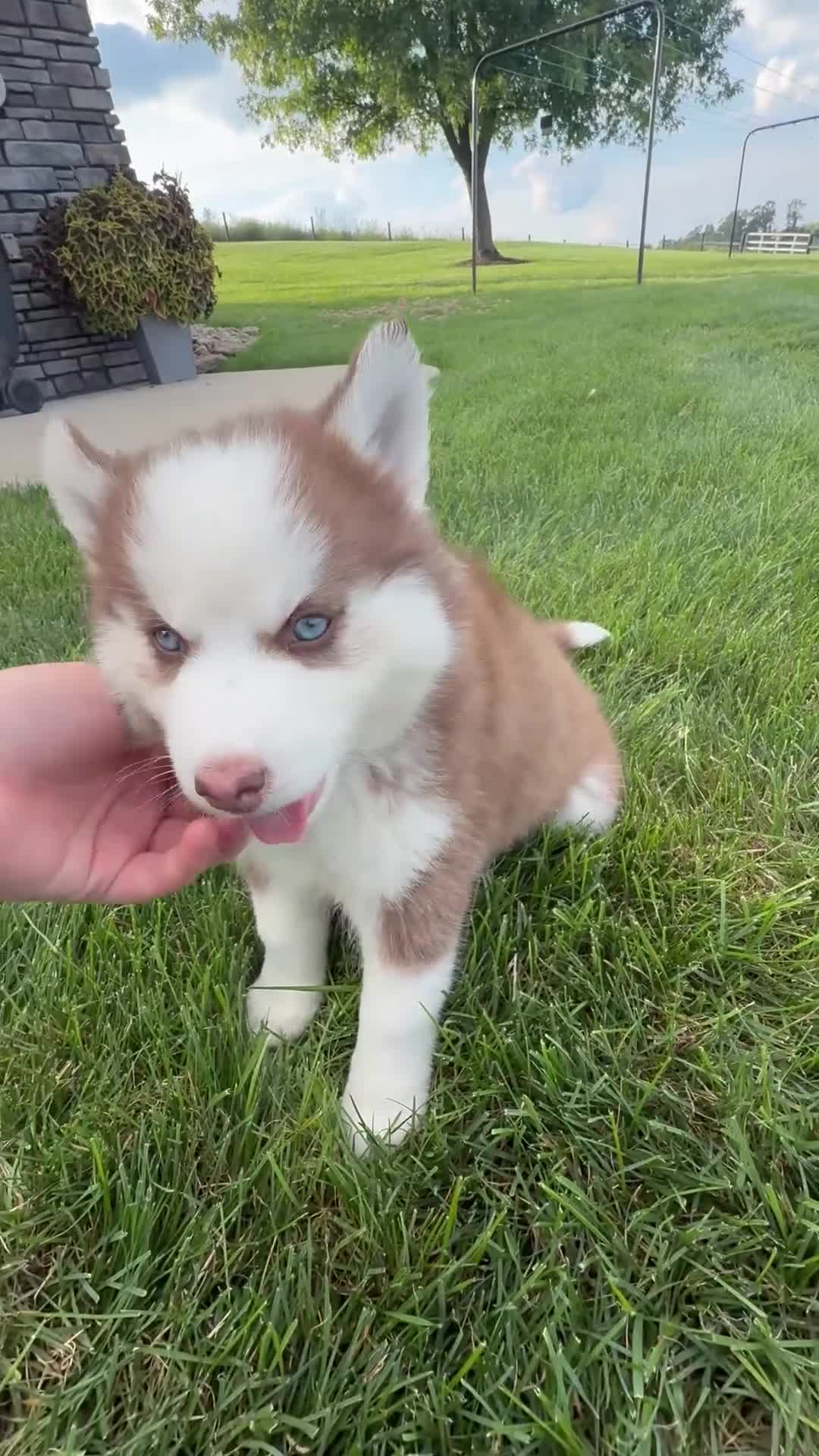 Pomsky dogs for sale: Fiona - Video 1