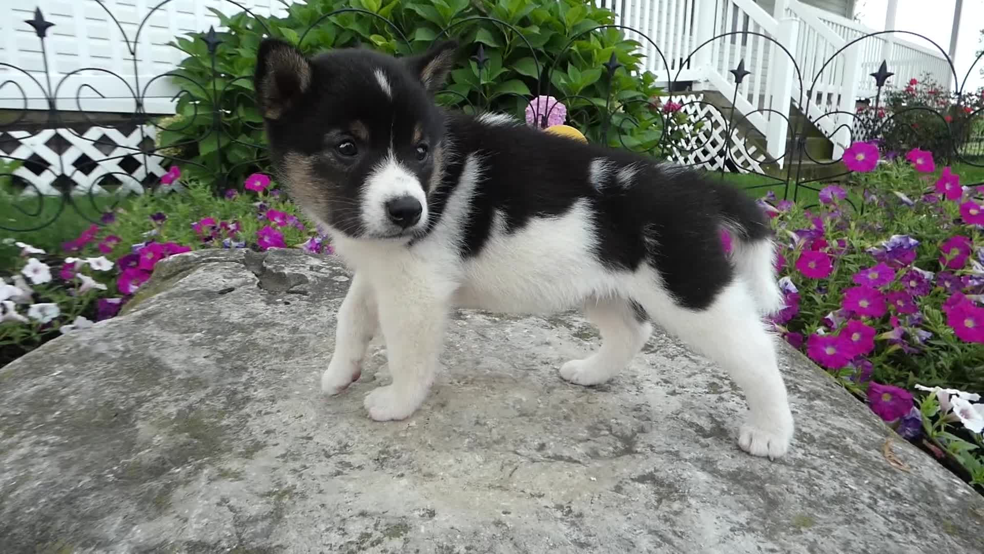 Shiba Inu dogs for sale: Shiba Inu 3 Jakey - Video 1