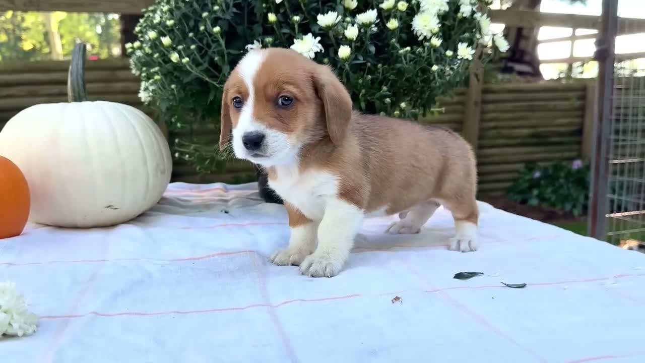 Mixed Breed dogs for sale: Buddy - Video 1