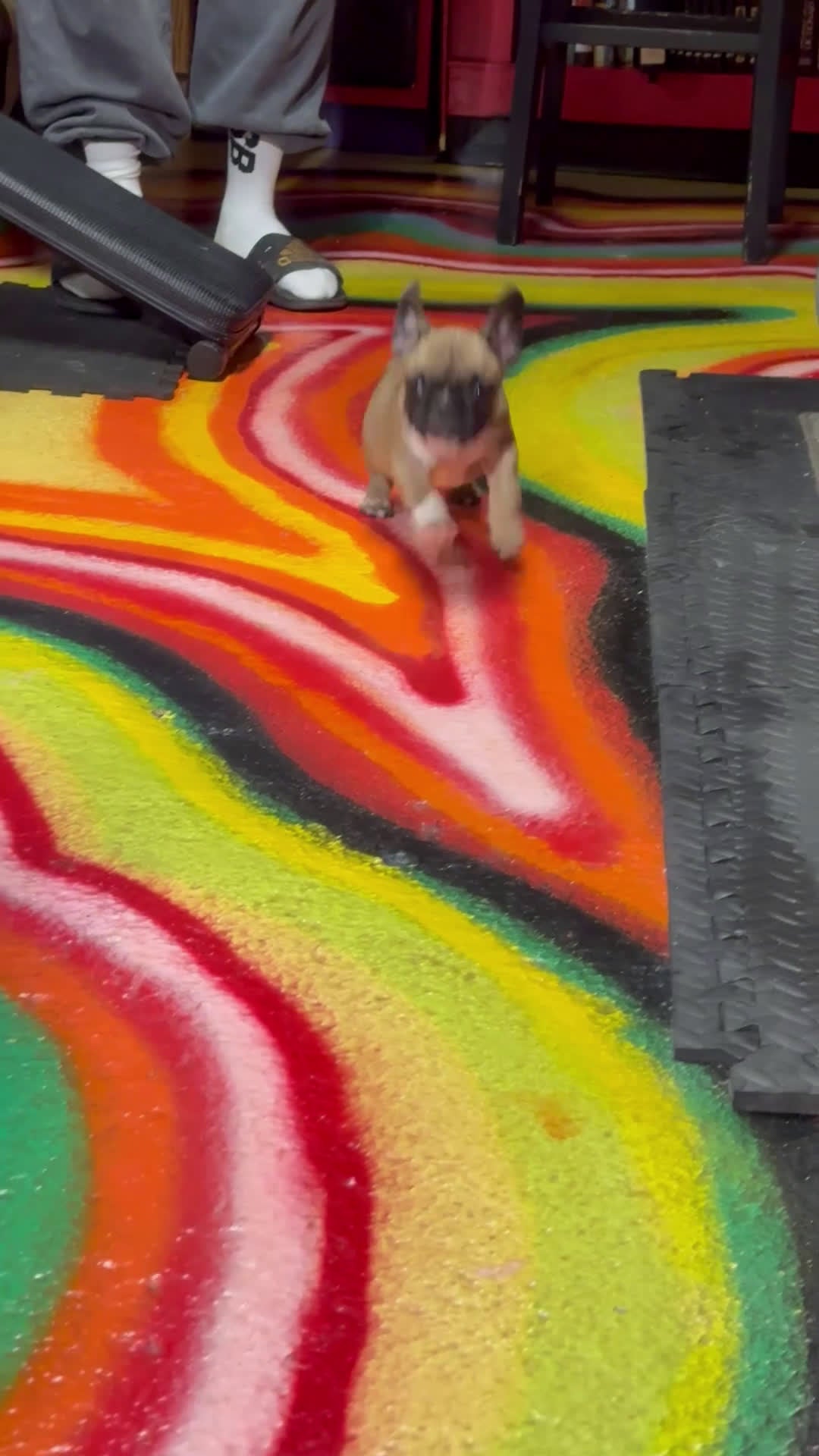 French Bulldog dogs for sale: French Bulldog Puppy 1 - Video 1