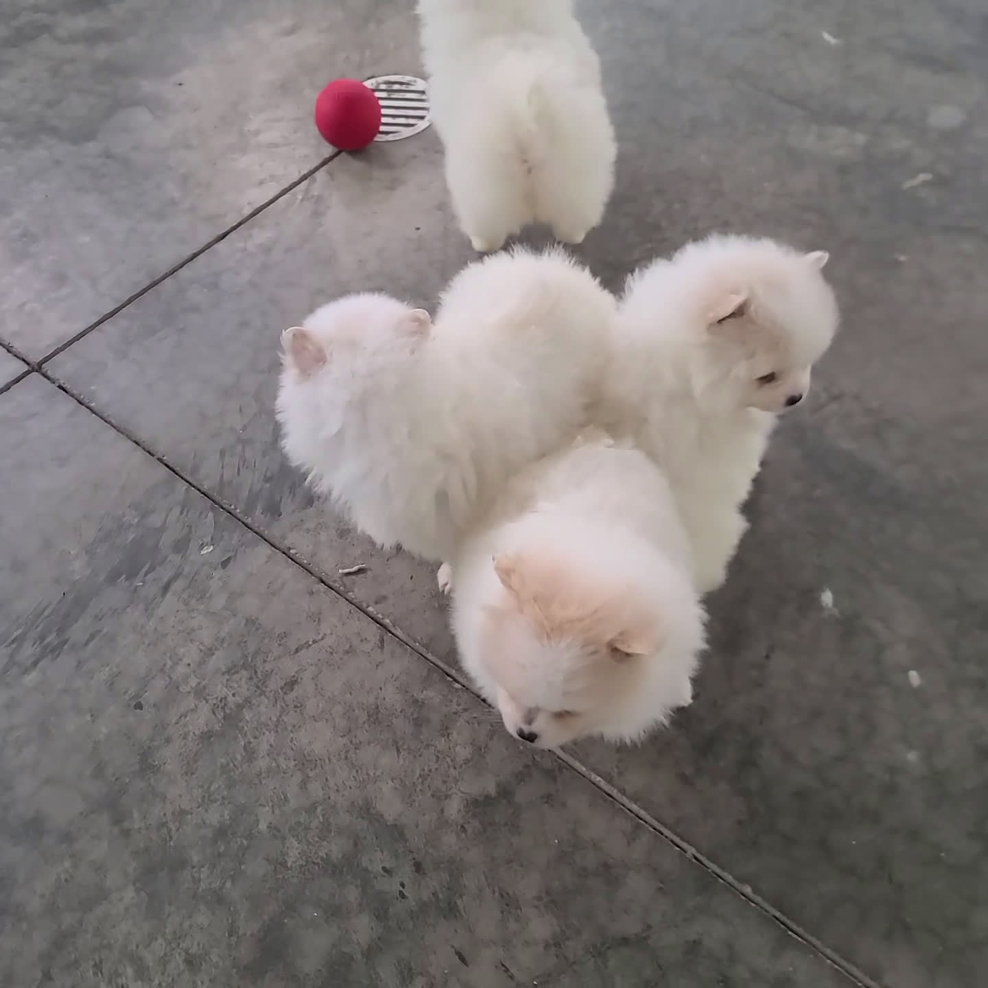 Pomeranian dogs for sale: Peanut - Video 1