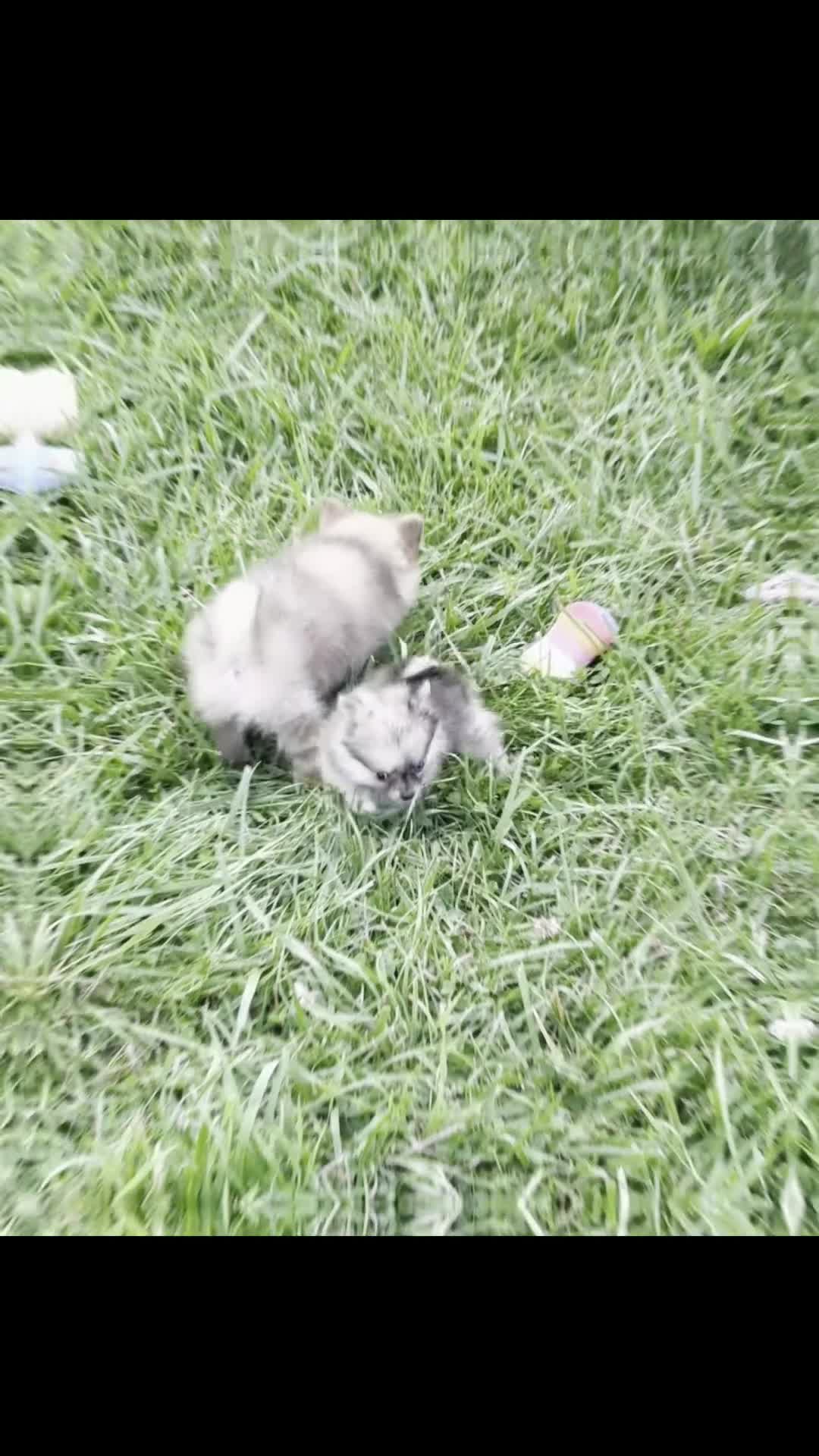 Pomeranian dogs for sale: Julia - Video 2