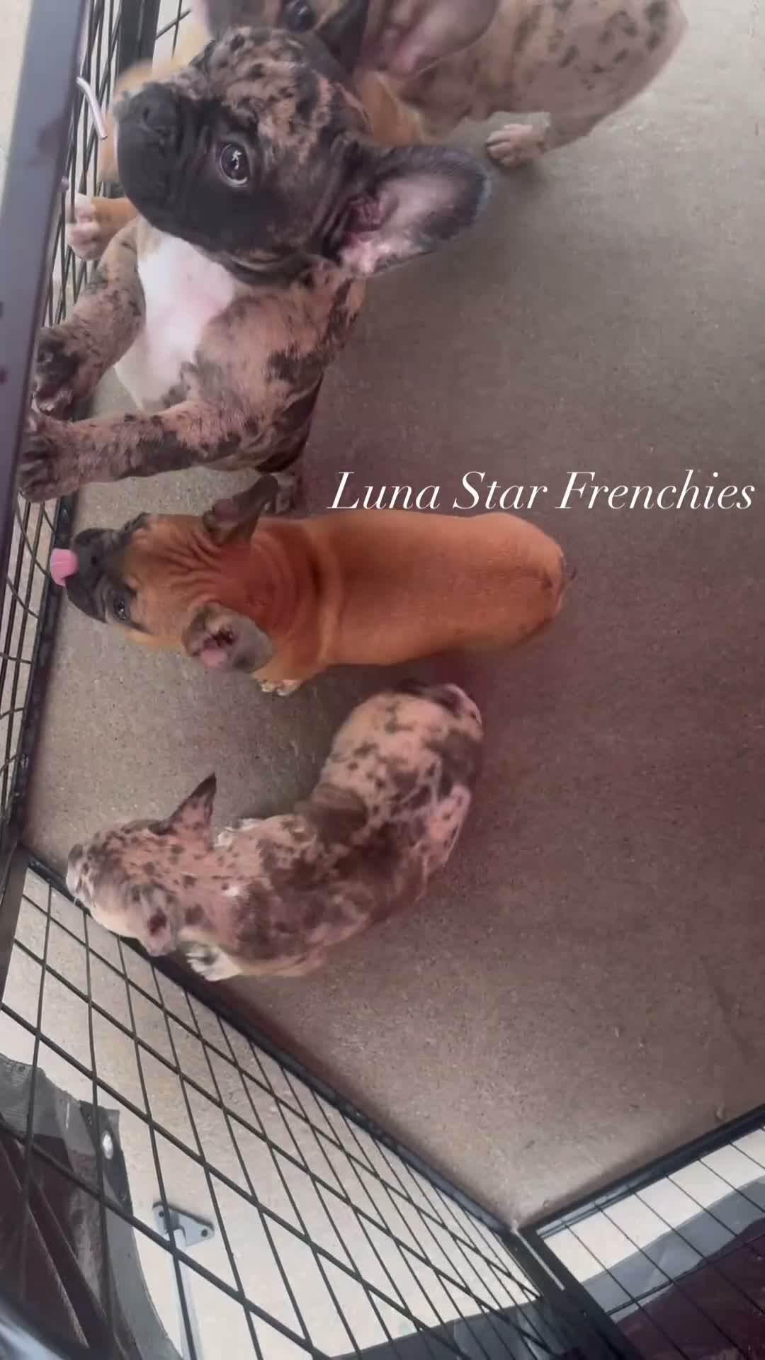 French Bulldog dogs for sale: Frank - Video 1