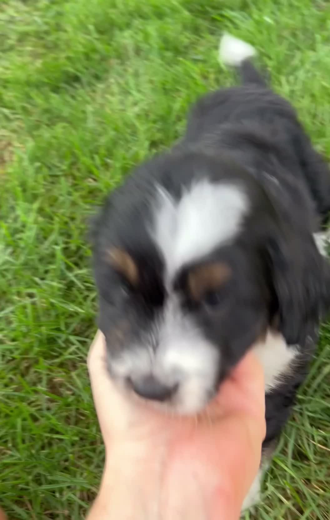 Mini Aussiedoodle dogs for sale: Karl 💎  - Video 1