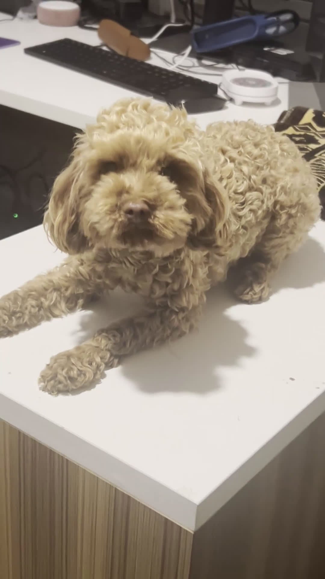 Toy Poodle dogs for sale: Toy Poodle Puppy 1 - Video 1