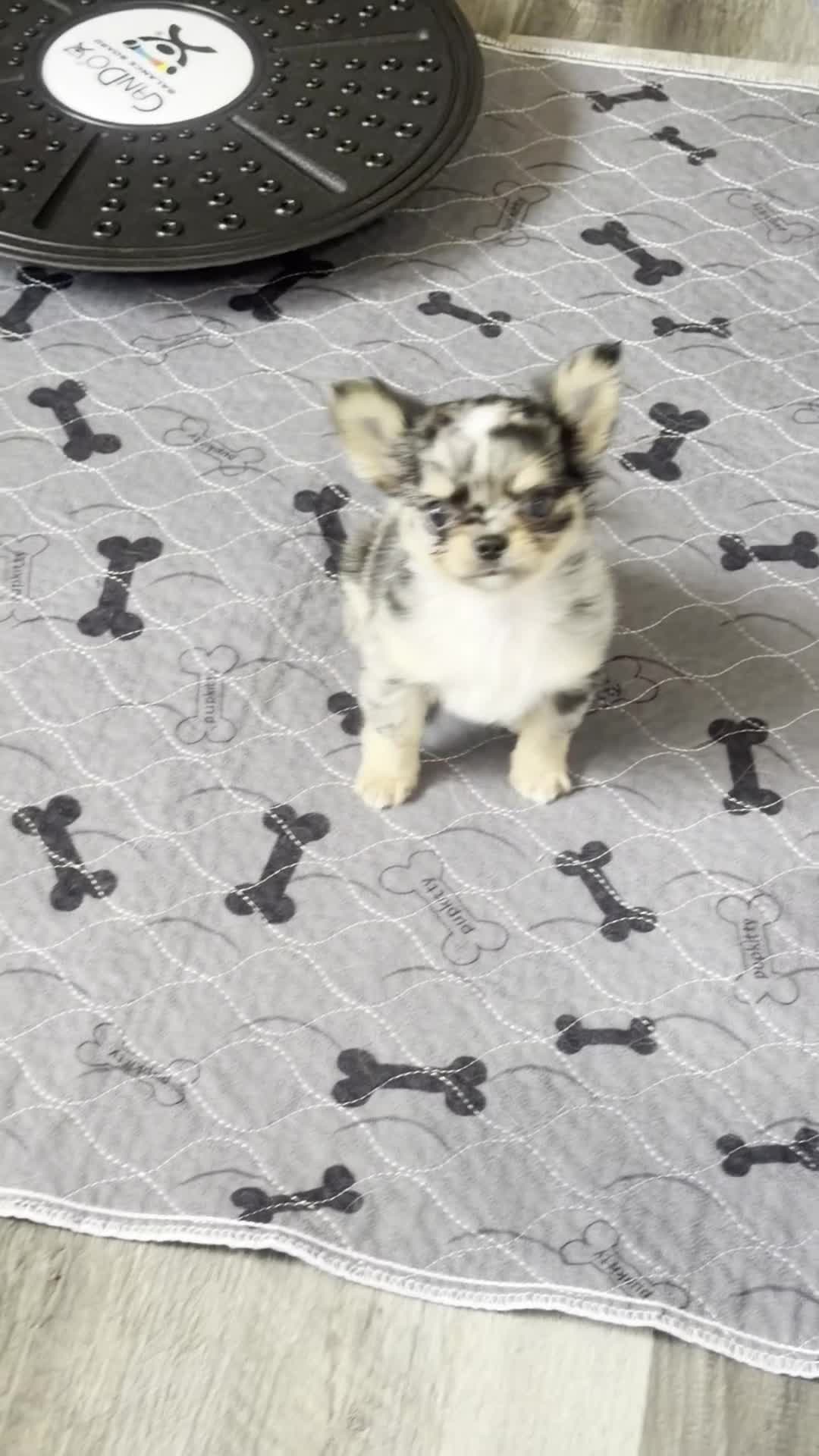 Chihuahua dogs for sale: Alani - Video 1