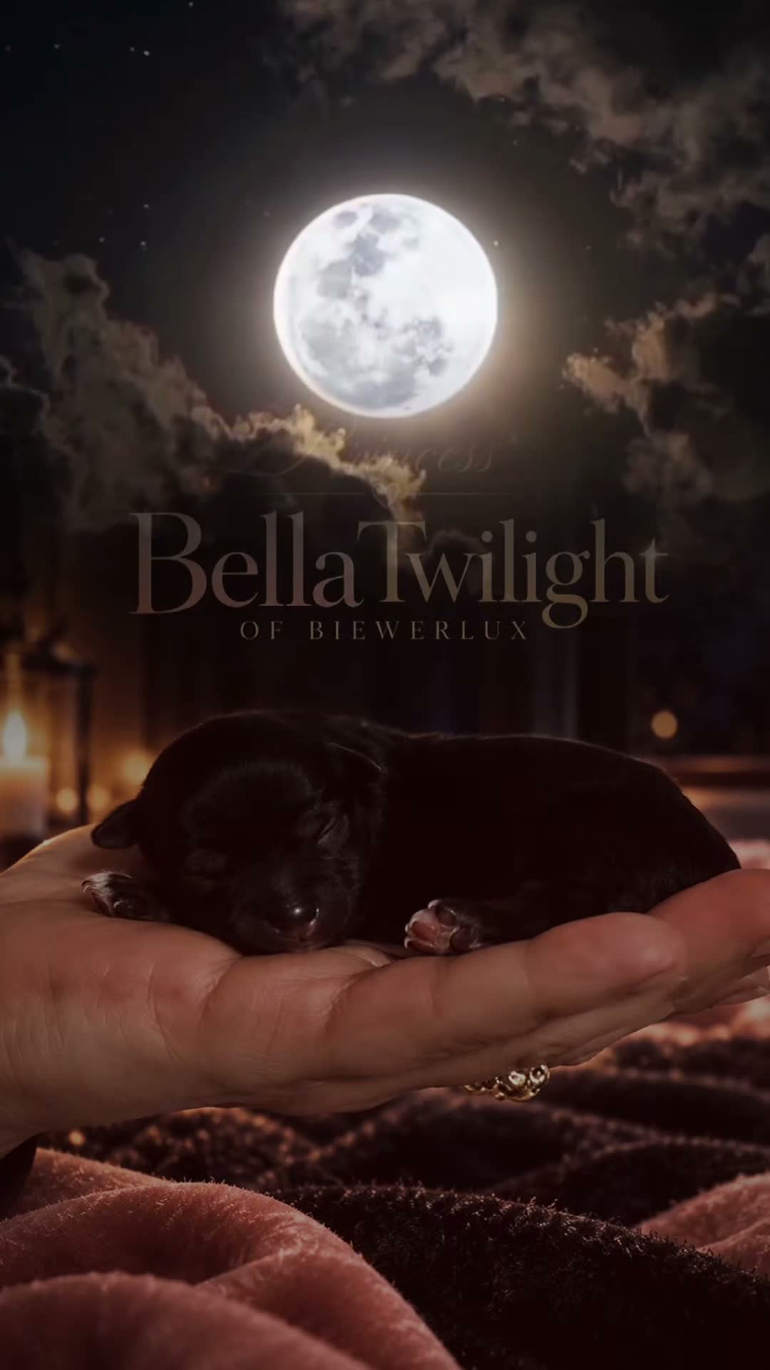 Yorkshire Terrier dogs for sale: Princess Twilight of Biewerlux Beautiful Black - Video 1