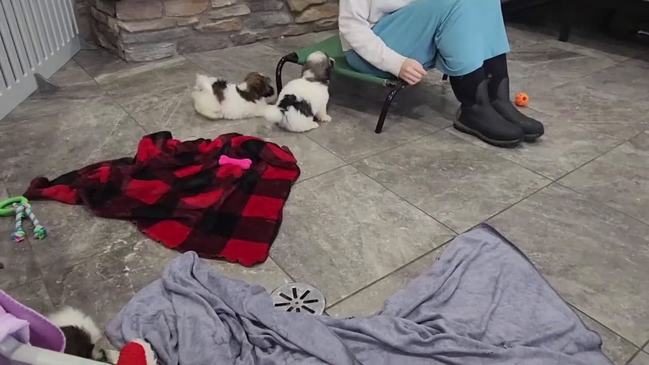 Havanese dogs for sale: VANCE - Video 4