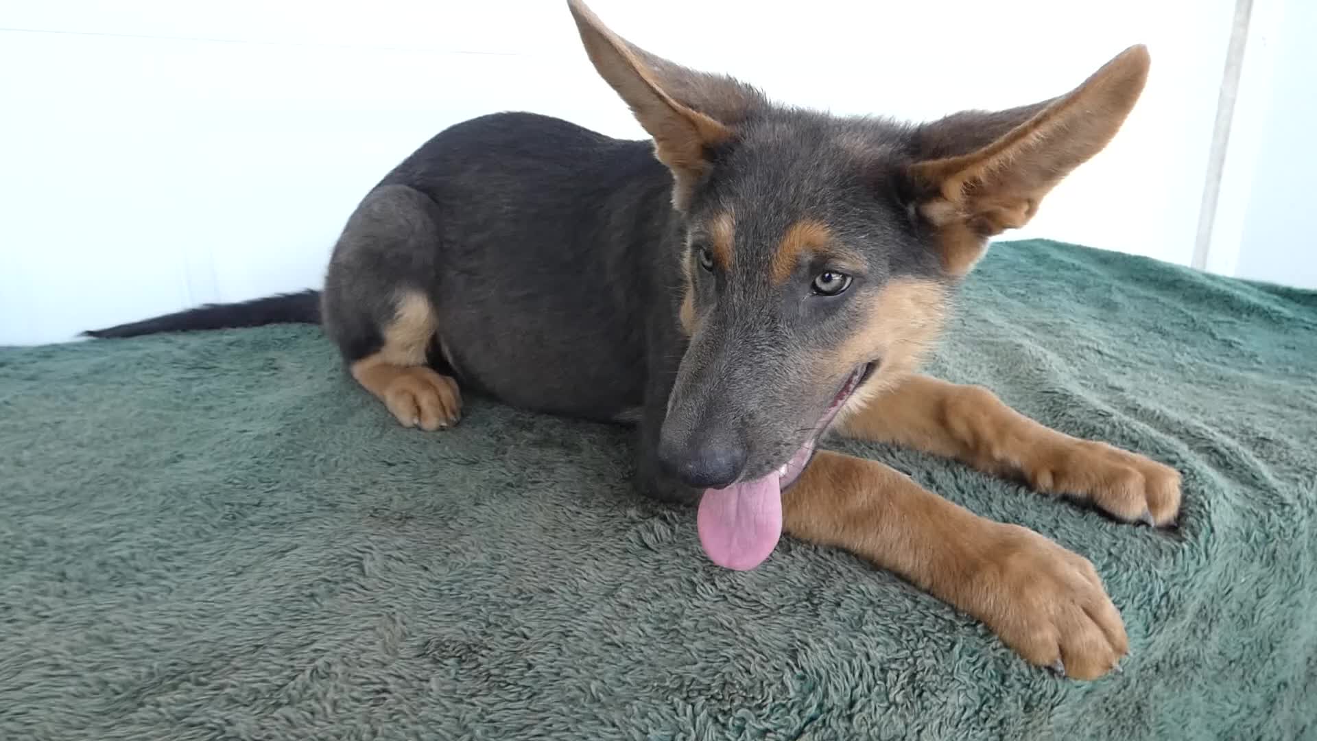 German Shepherd dogs for sale: German Shepherd 1 Niko - Video 1