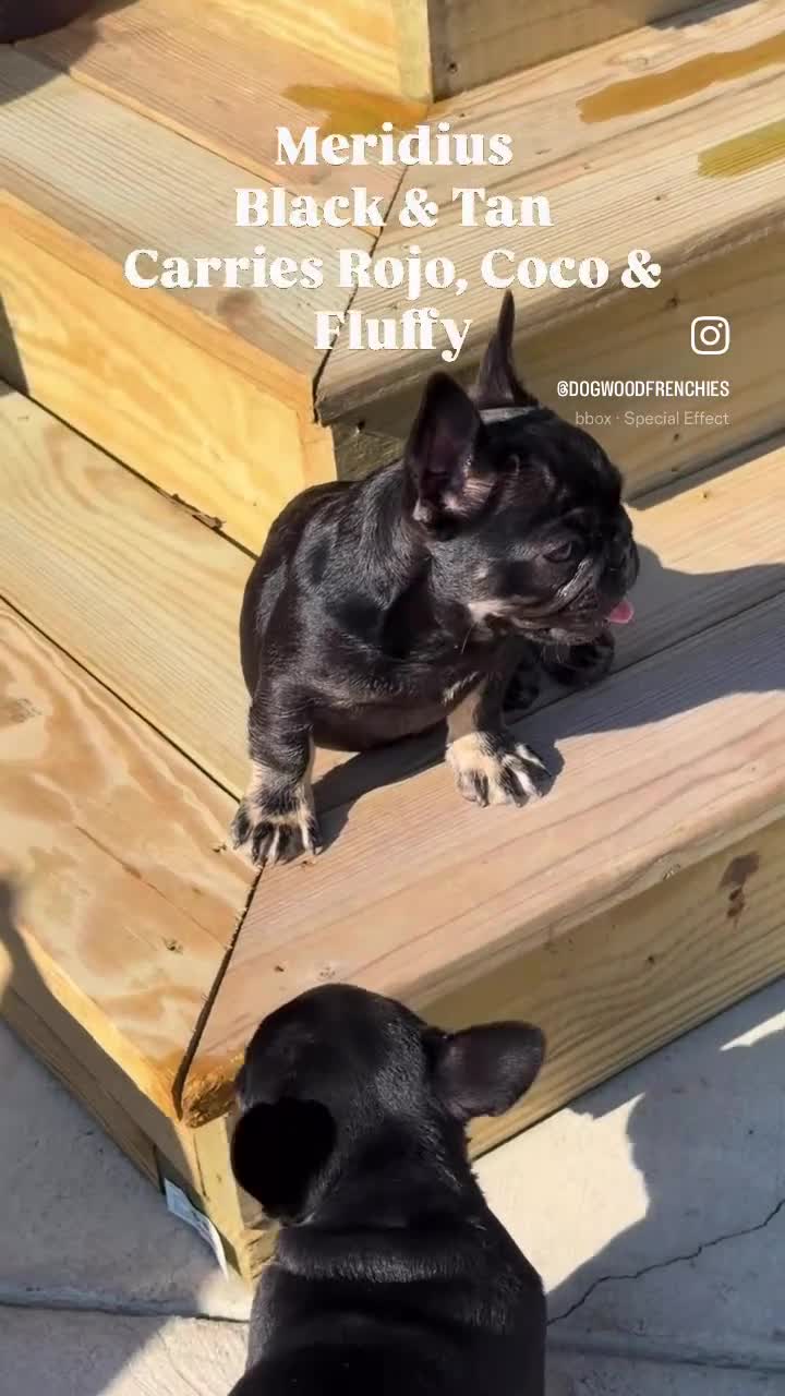 French Bulldog dogs for sale: Meridius - Video 3