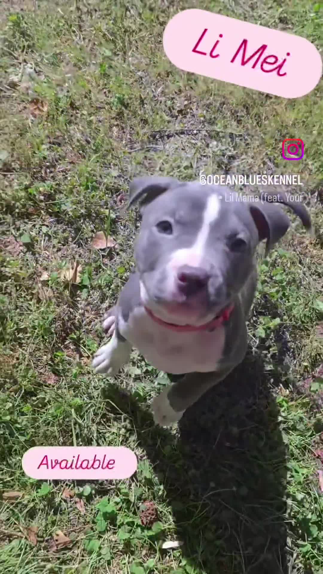 American Bully dogs for sale: Li Mei - Video 1