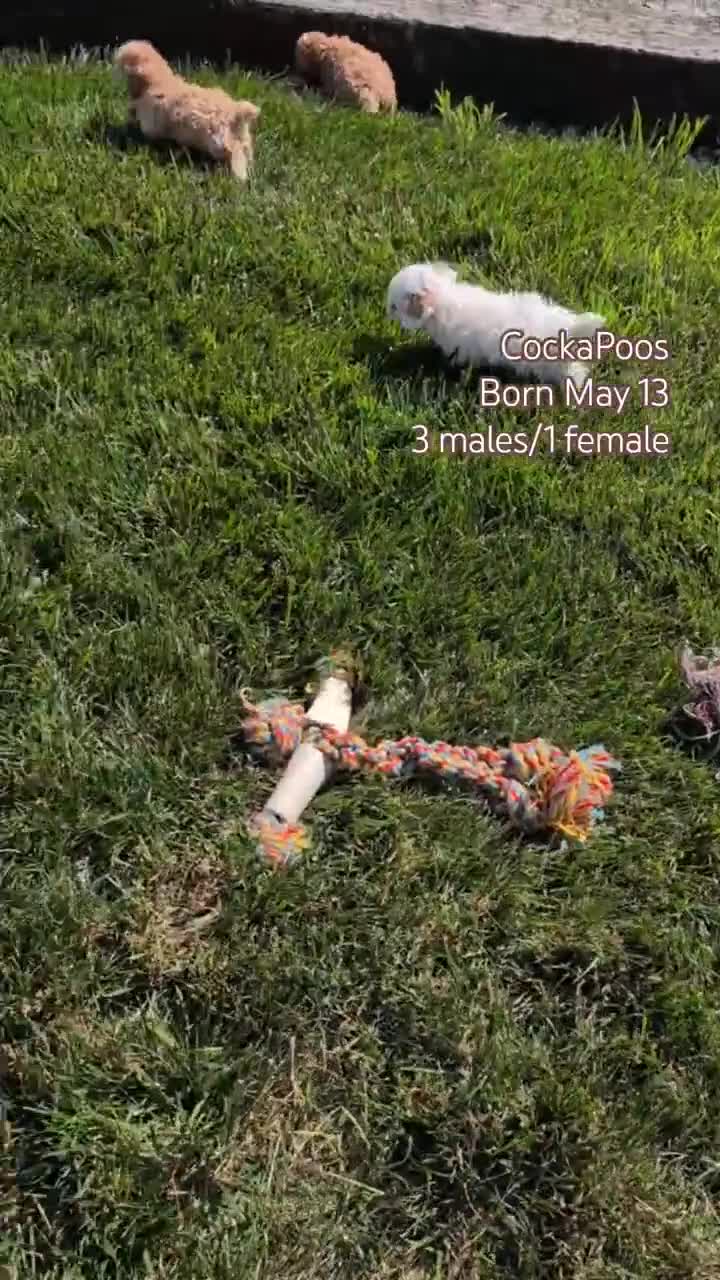 Cockapoo dogs for sale: Lando  - Video 3