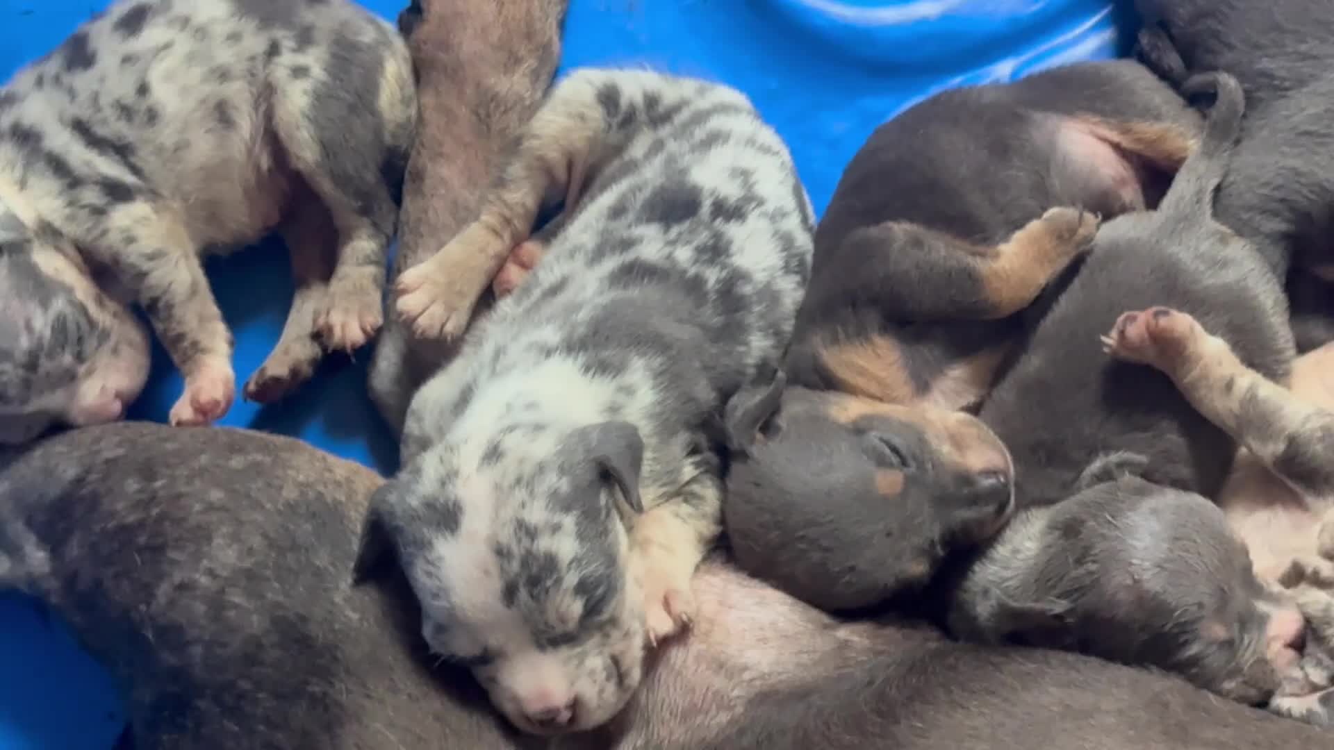 American Bully dogs for sale: American Bully 2 - Video 1