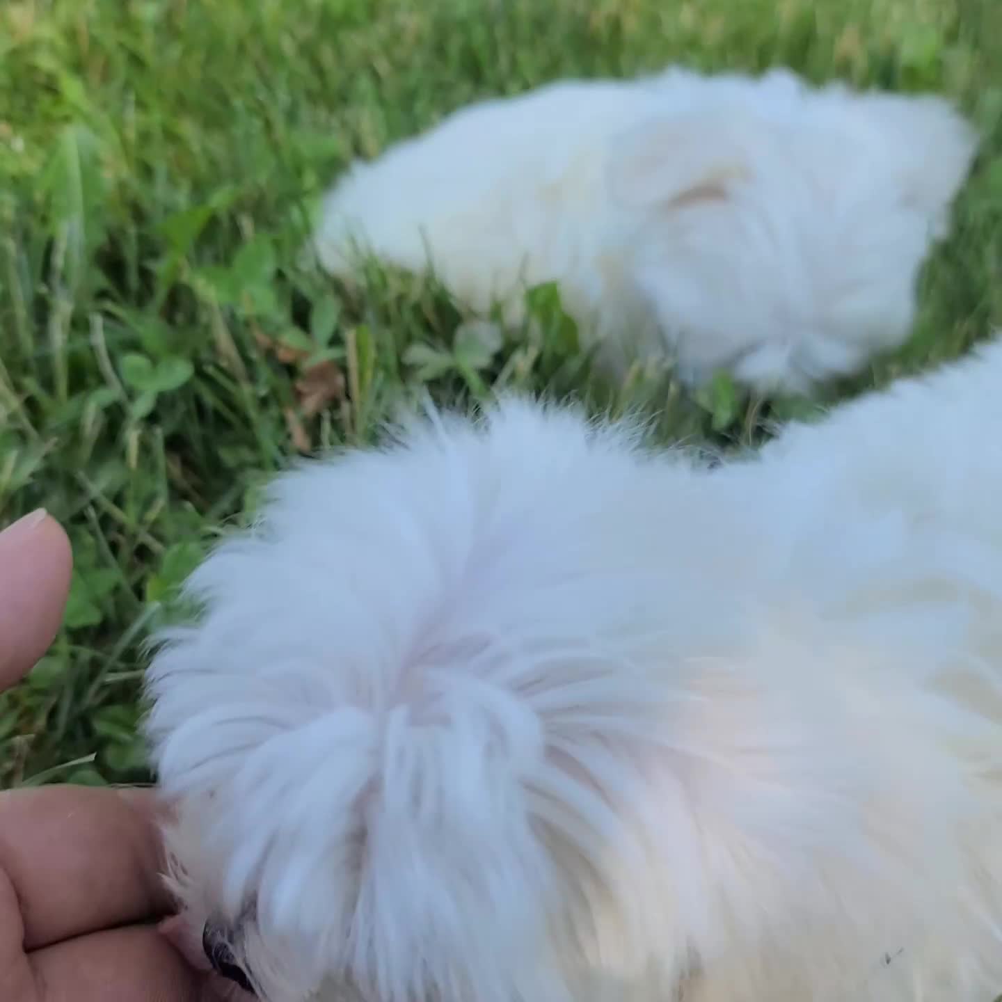 Maltese dogs for sale: Hailey - Video 2
