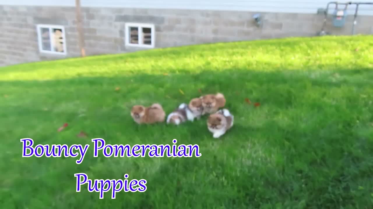 Pomeranian dogs for sale: Milly🩷  - Video 1