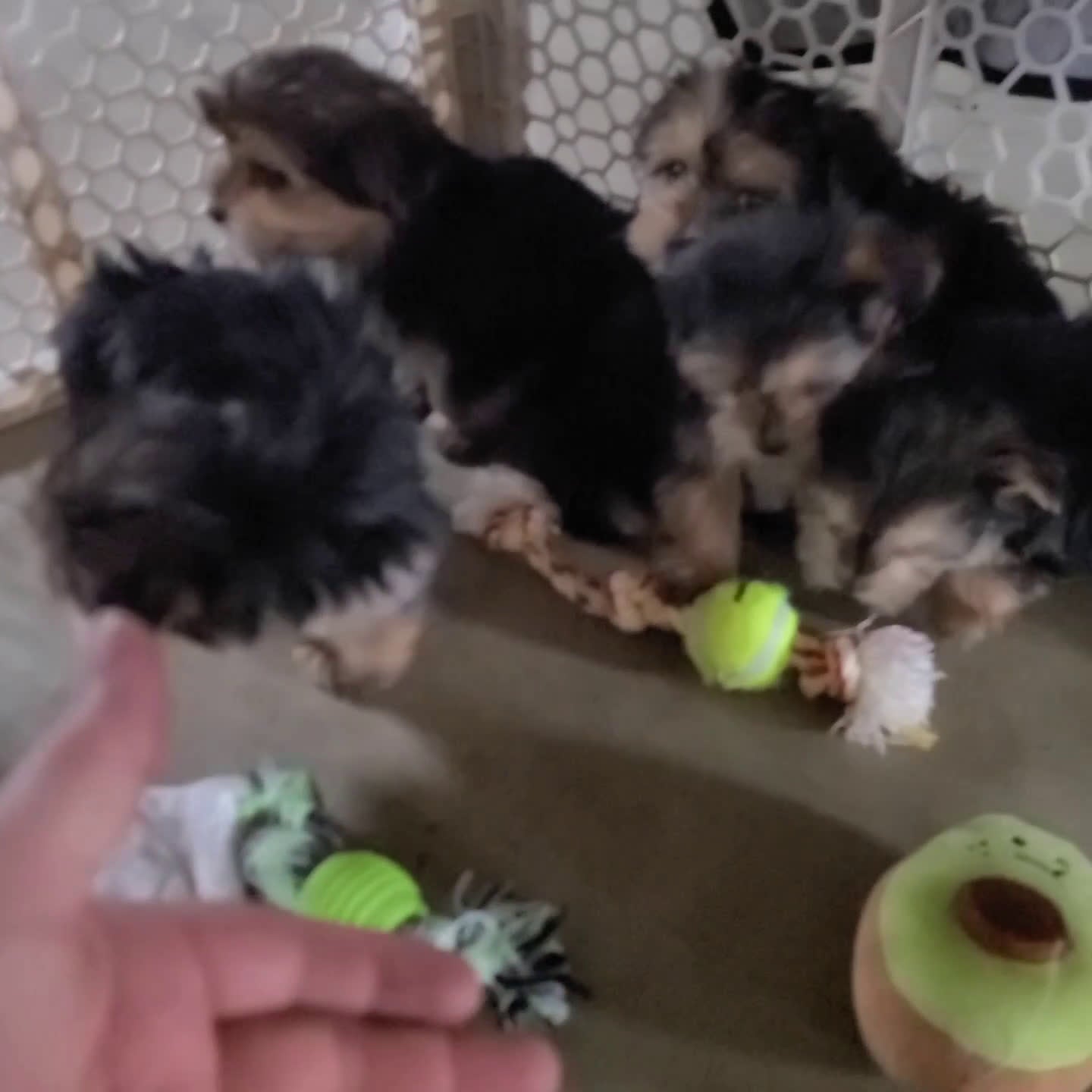 Morkie dogs for sale: Rita - Video 1
