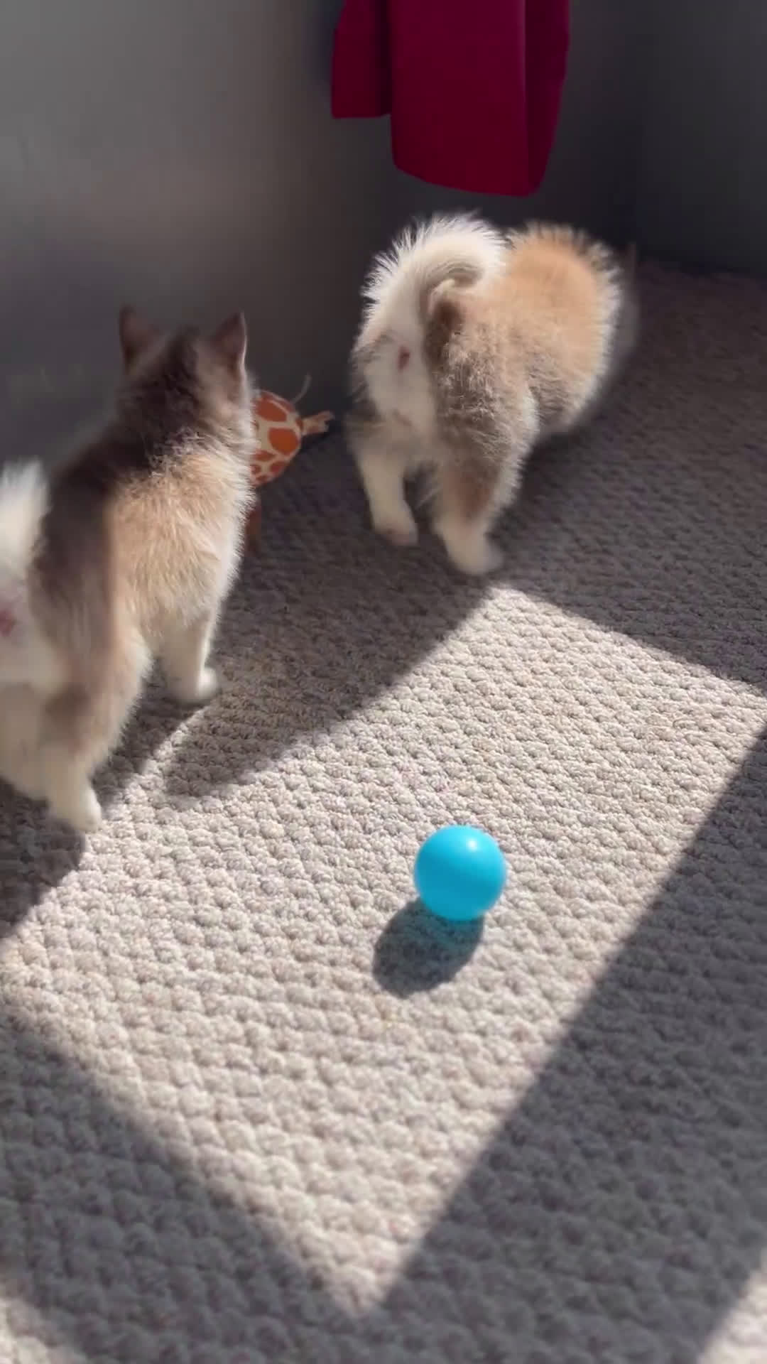 Pomsky dogs for sale: Geneva - Video 2