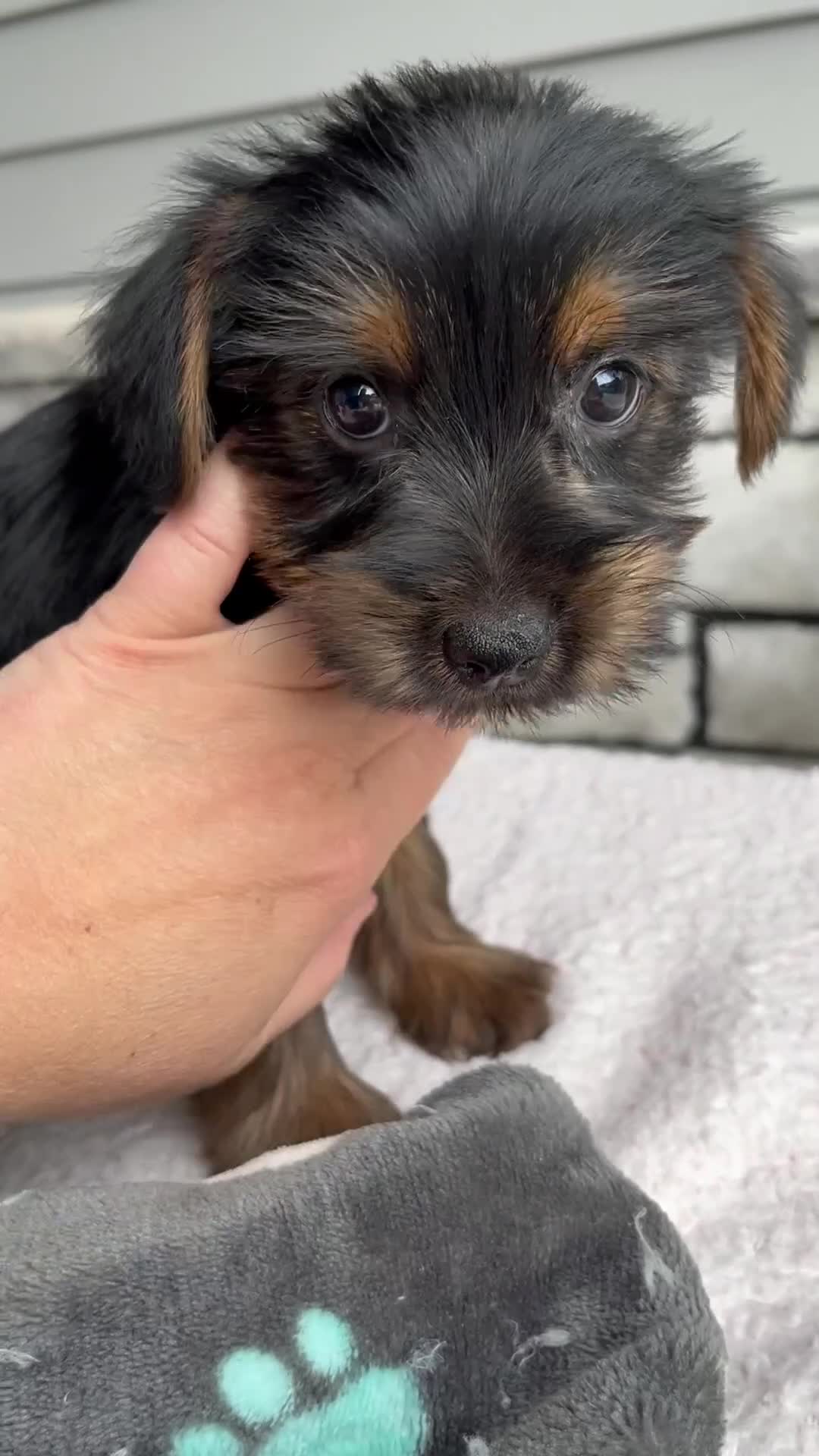 Morkie dogs for sale: Winston - Video 1