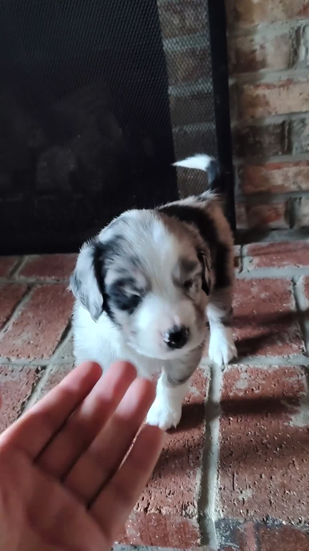 Australian Shepherd dogs for sale: Dribbles/male Australian Shepherd  - Video 2