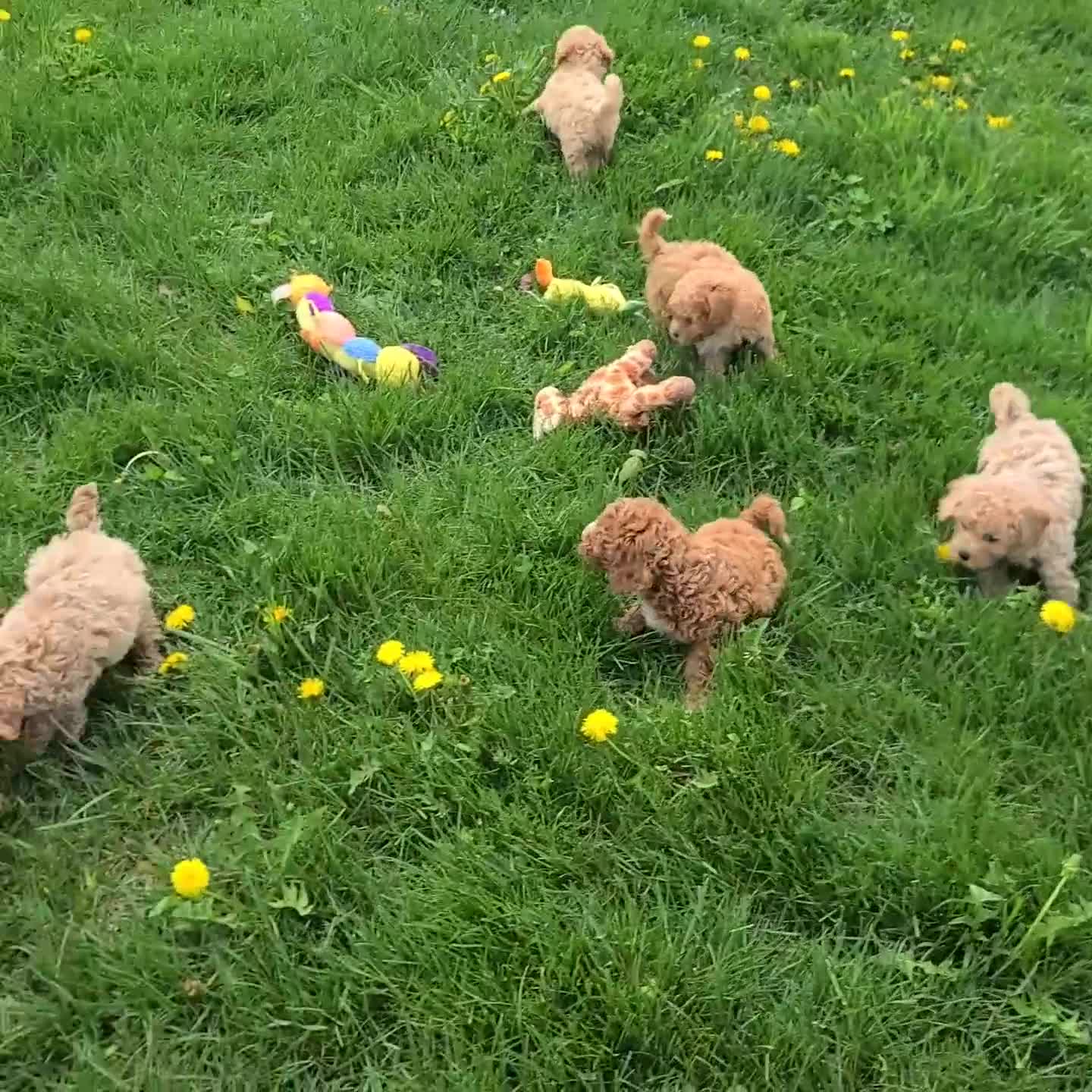 Bichpoo dogs for sale: Milo - Video 1