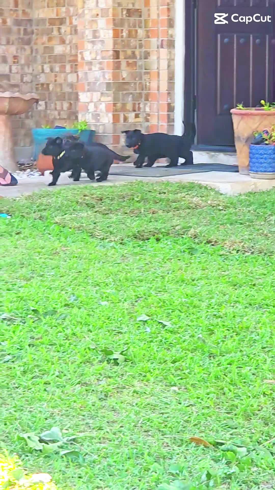 German Shepherd dogs for sale: Ms Yellow - Video 3