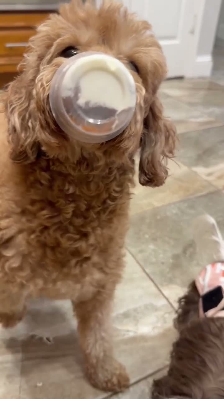 Mini Goldendoodle dogs for sale: Mini Goldendoodle 4 - Video 1