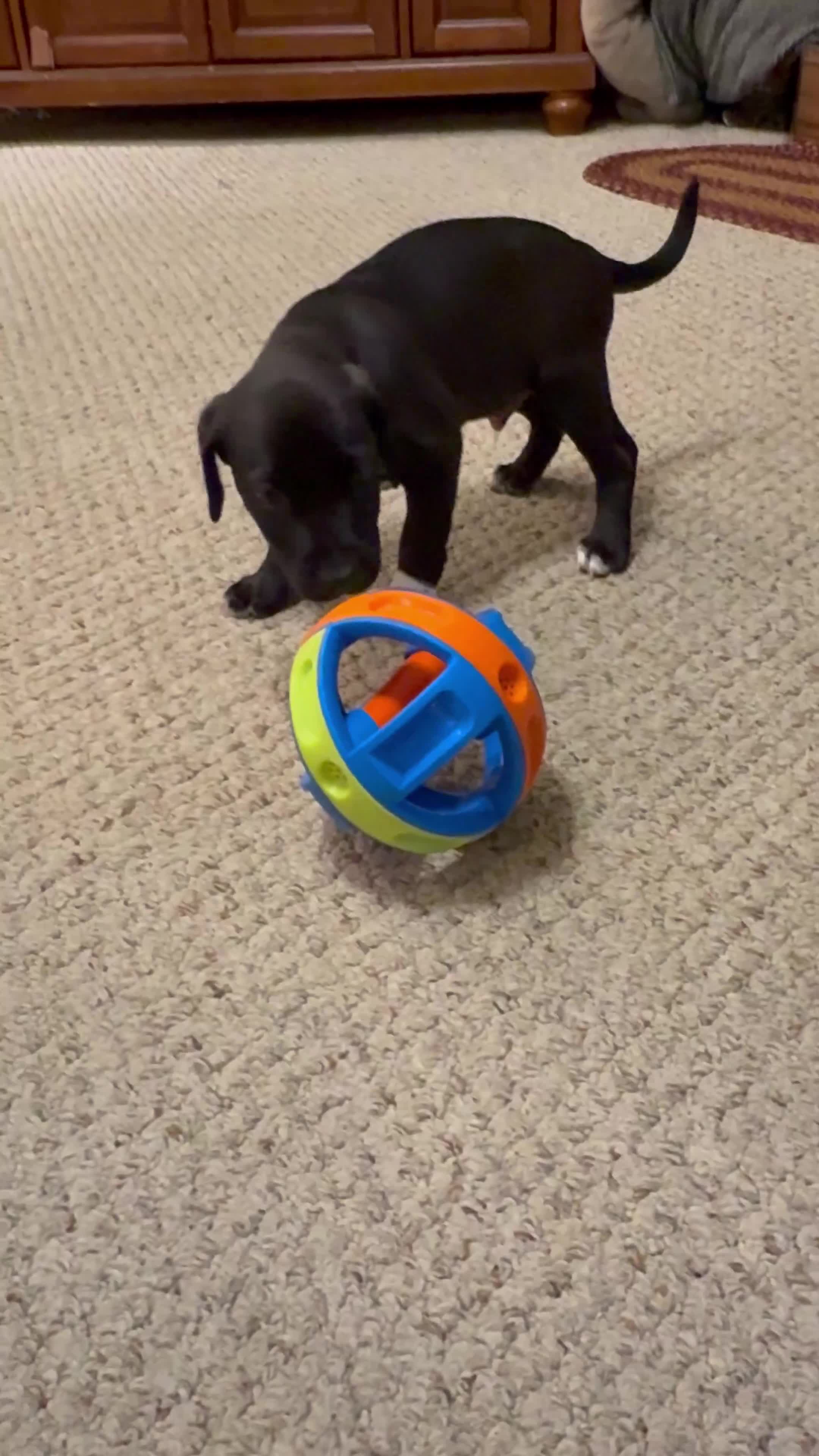 Mixed Breed dogs for sale: Chicky nug  - Video 2